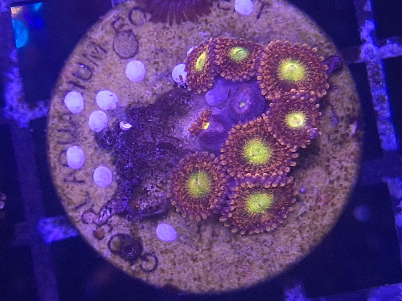 Zoa Frag Line E