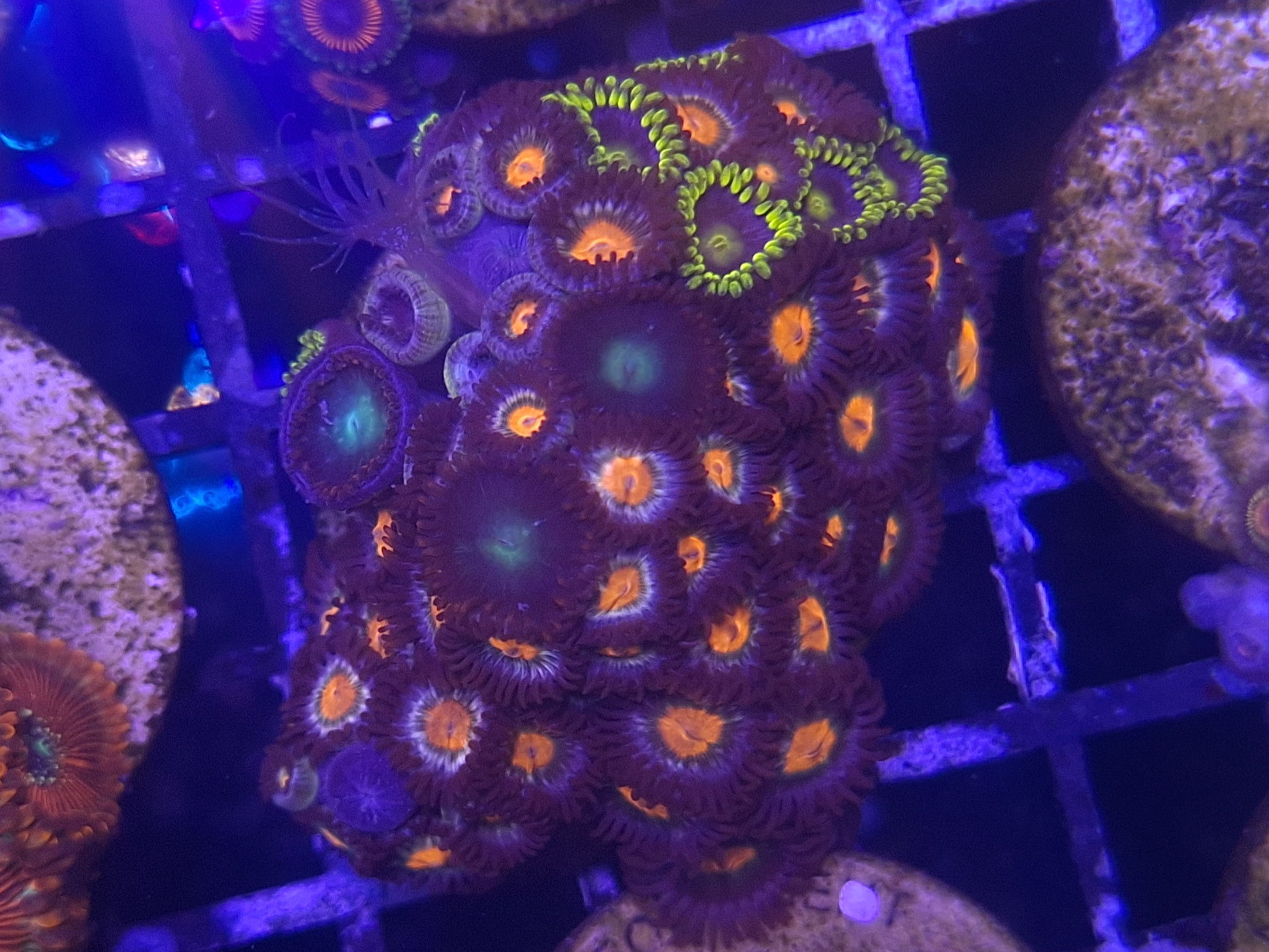 Zoa Frag Line E