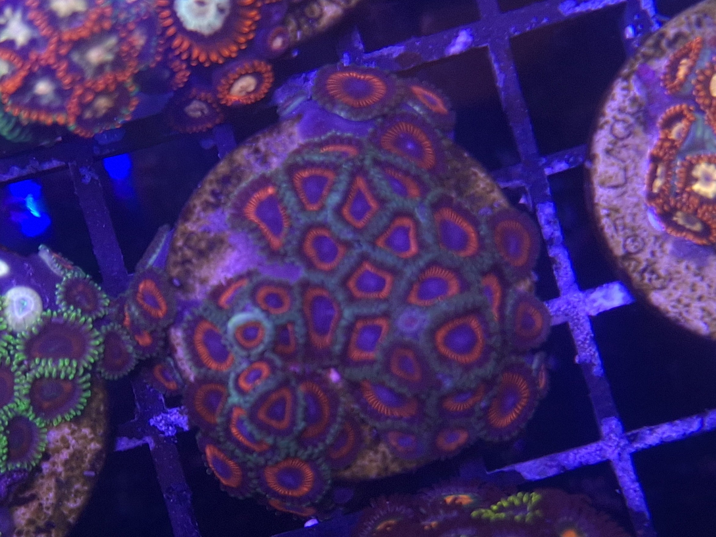 Zoa Frag Line E