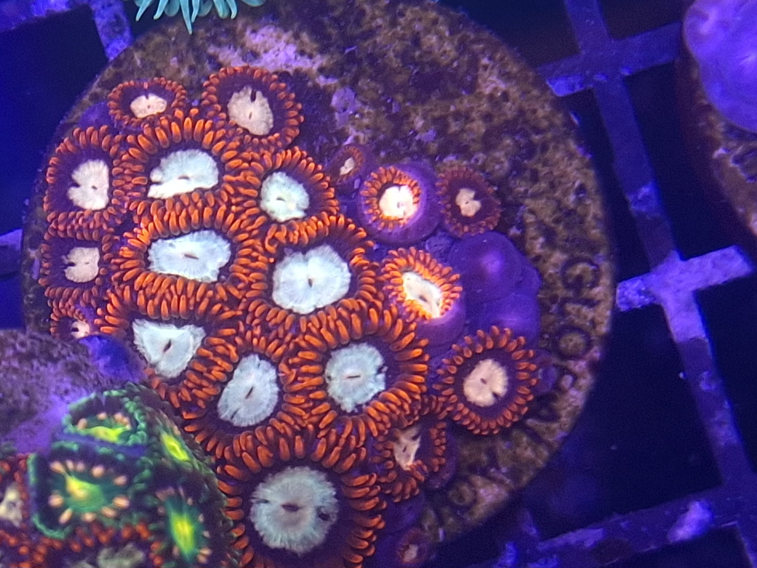 Zoa Frag Line E