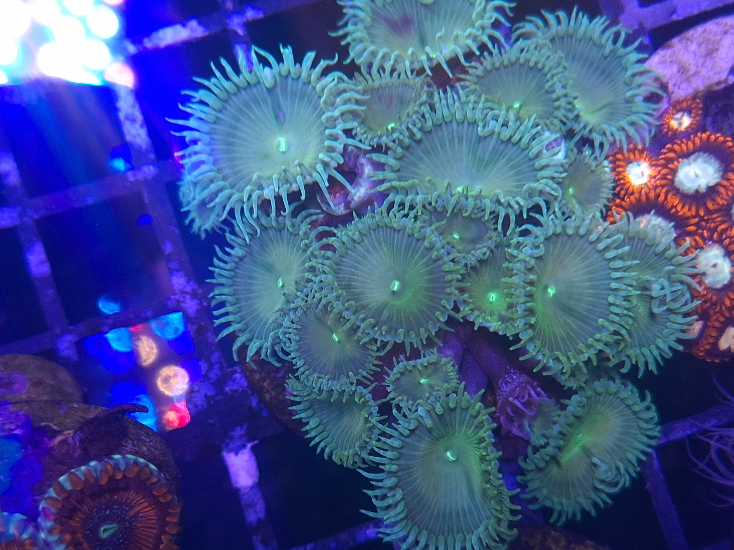 Zoa Frag Line E