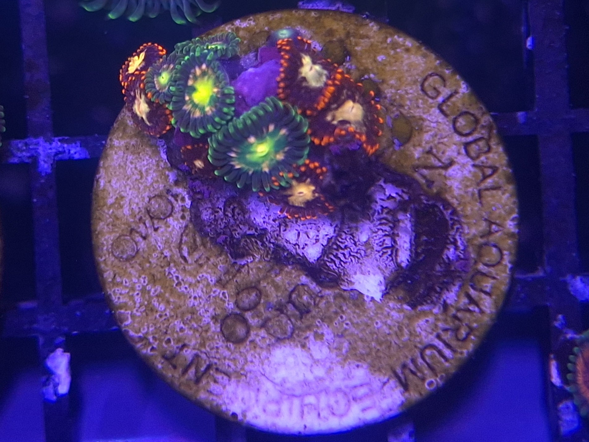 Zoa Frag Line E