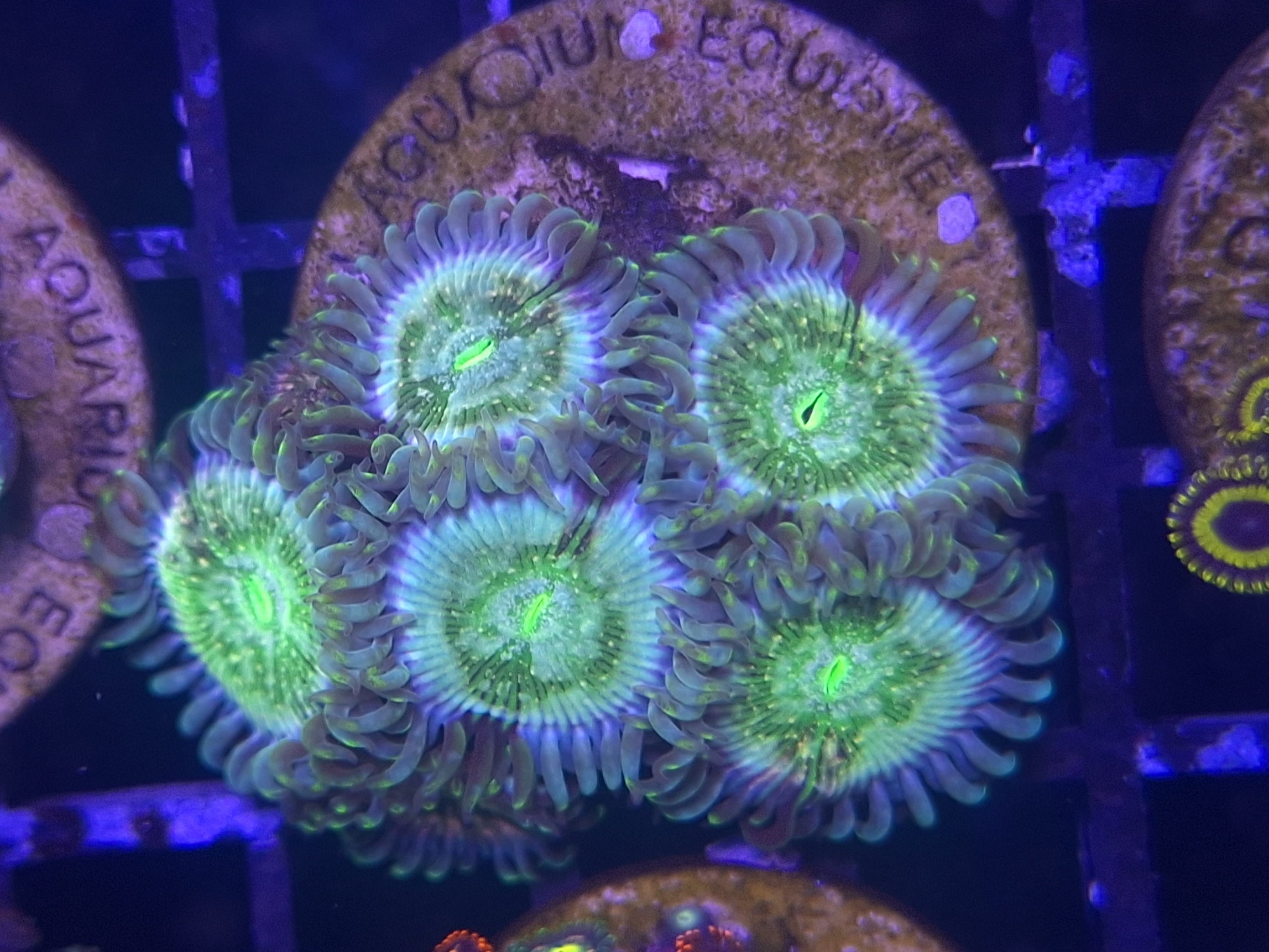 Zoa Frag Line F