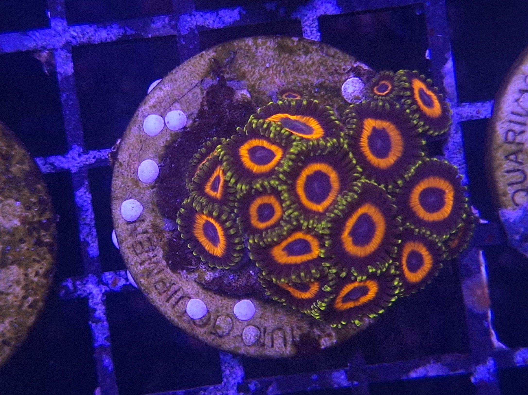 Zoa Frag Line F