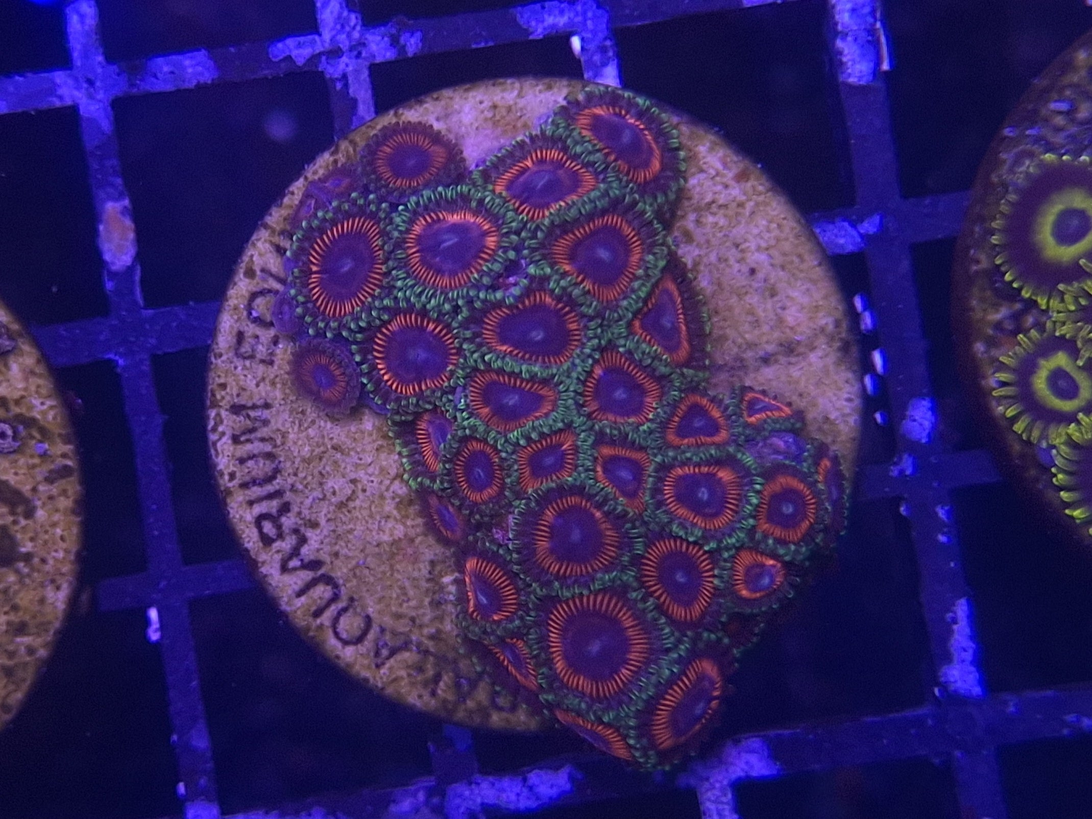 Zoa Frag Line F