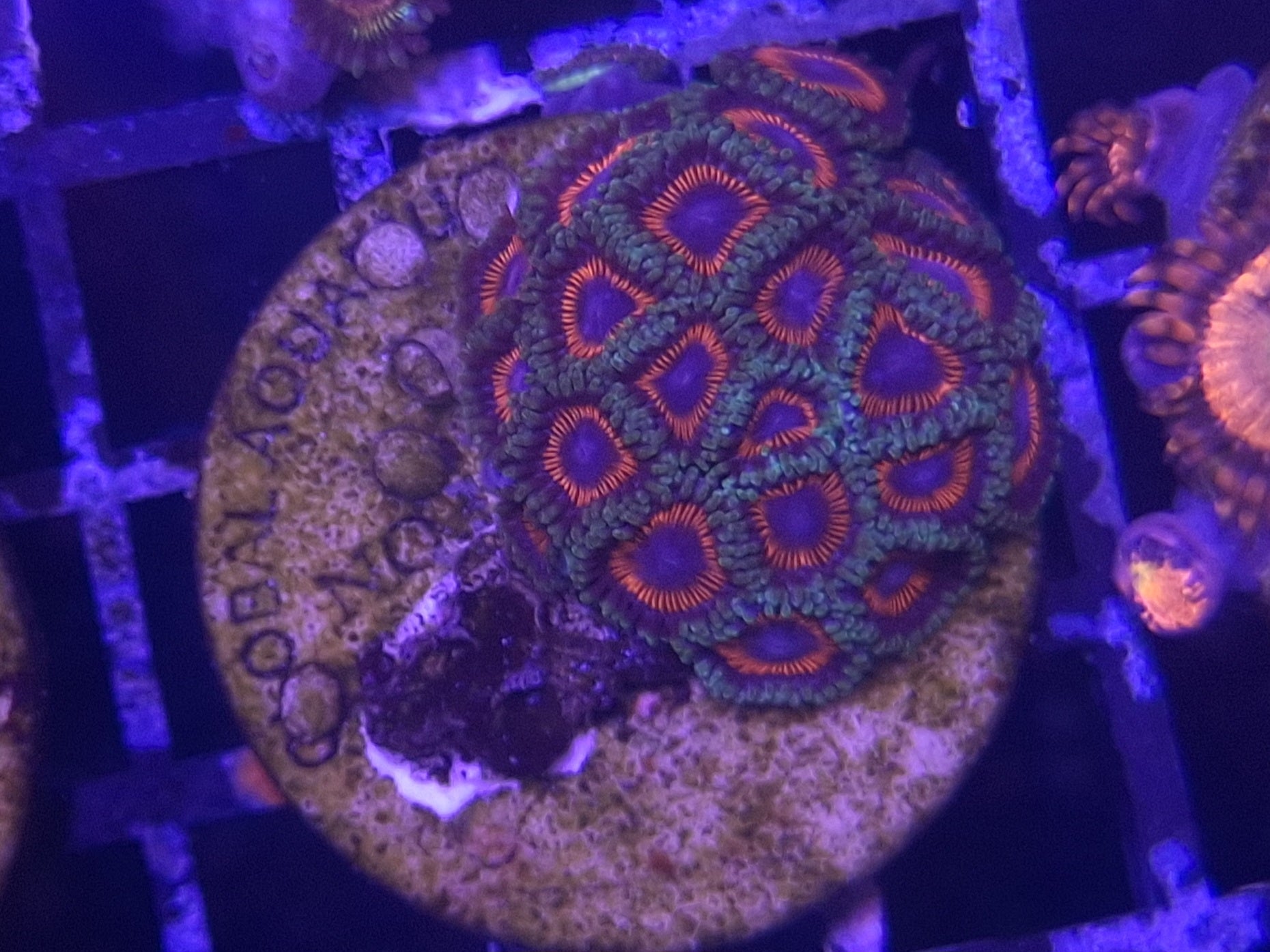 Zoa Frag Line F