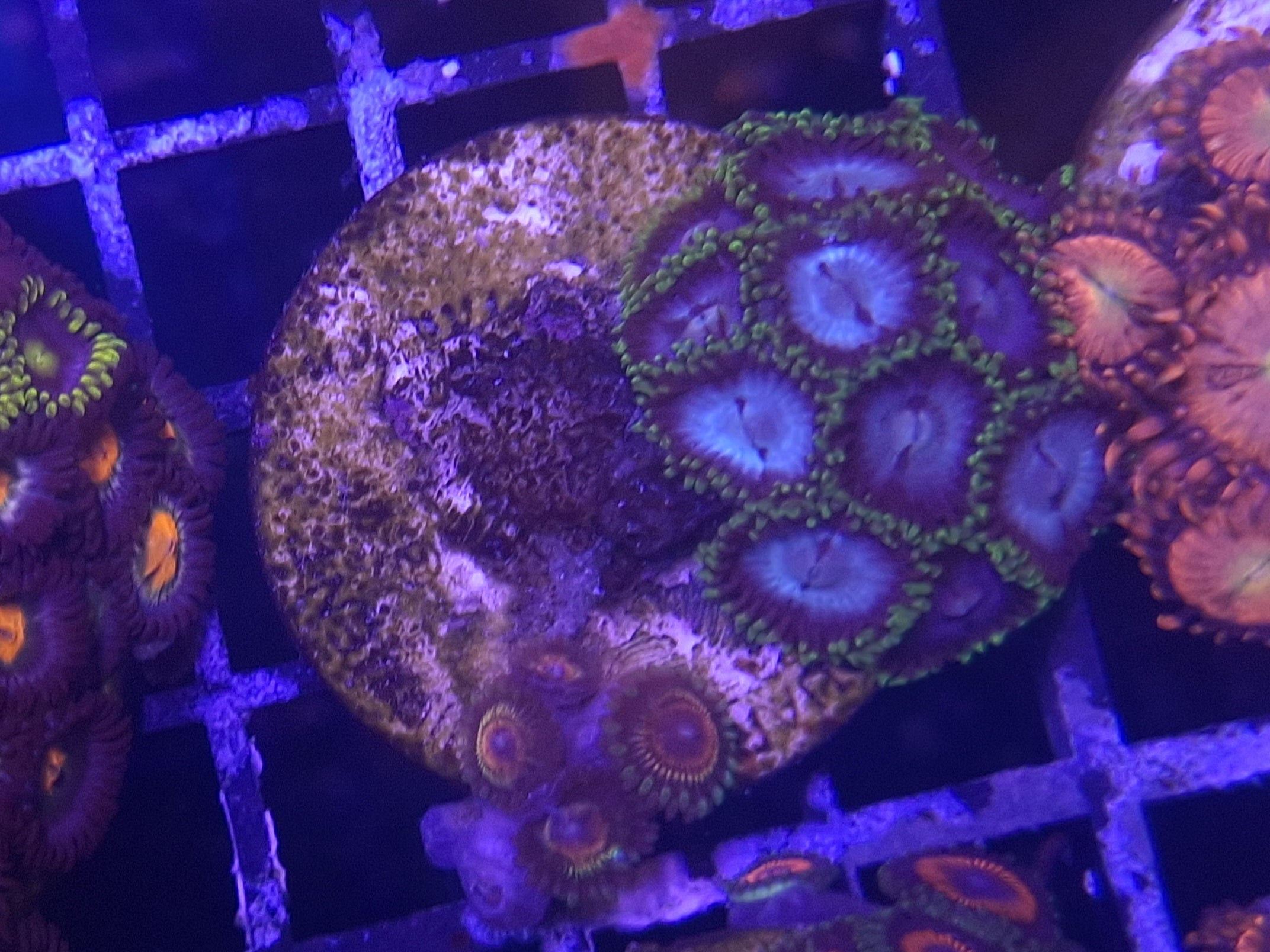 Zoa Frag Line F