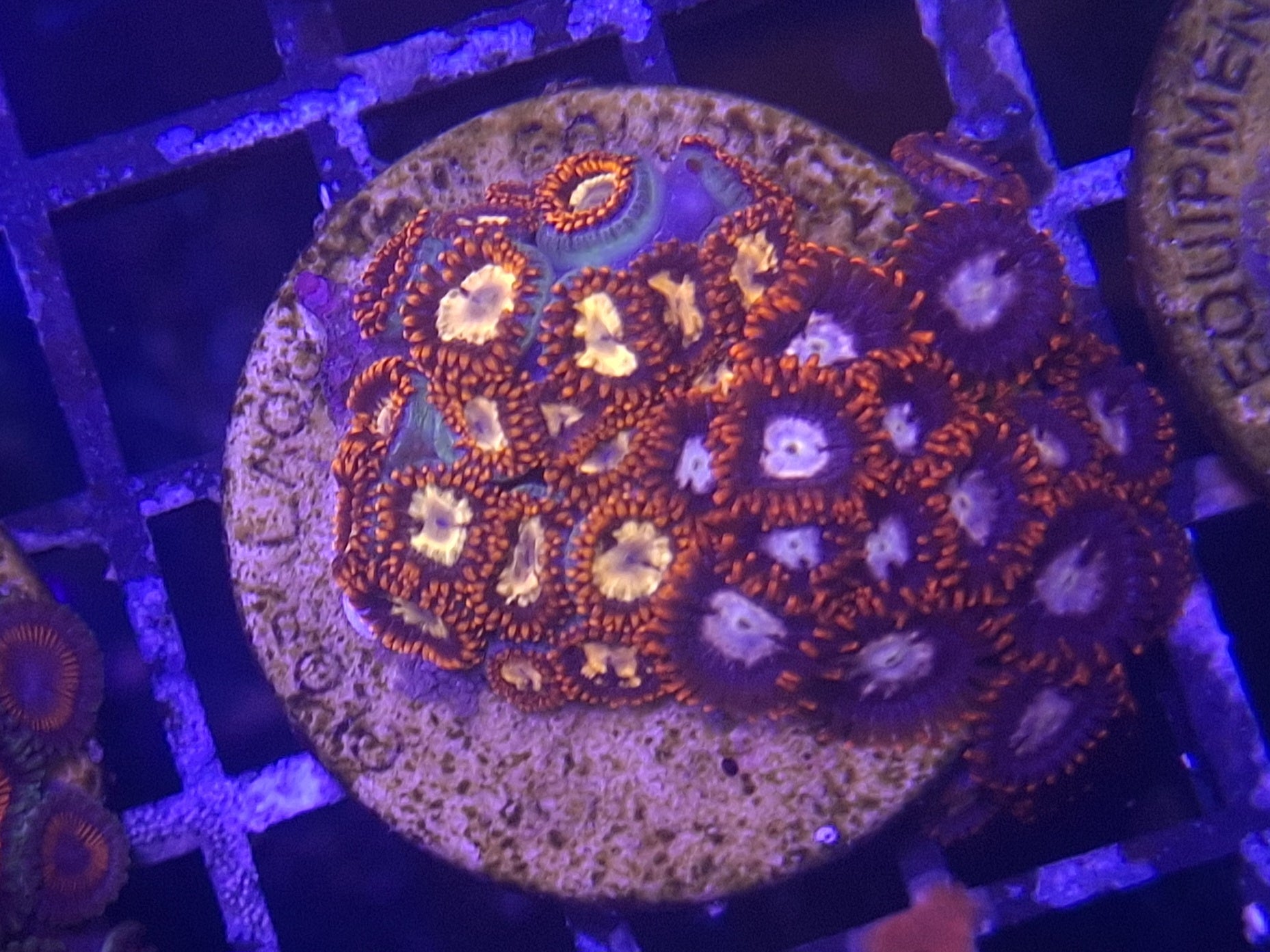 Zoa Frag Line F