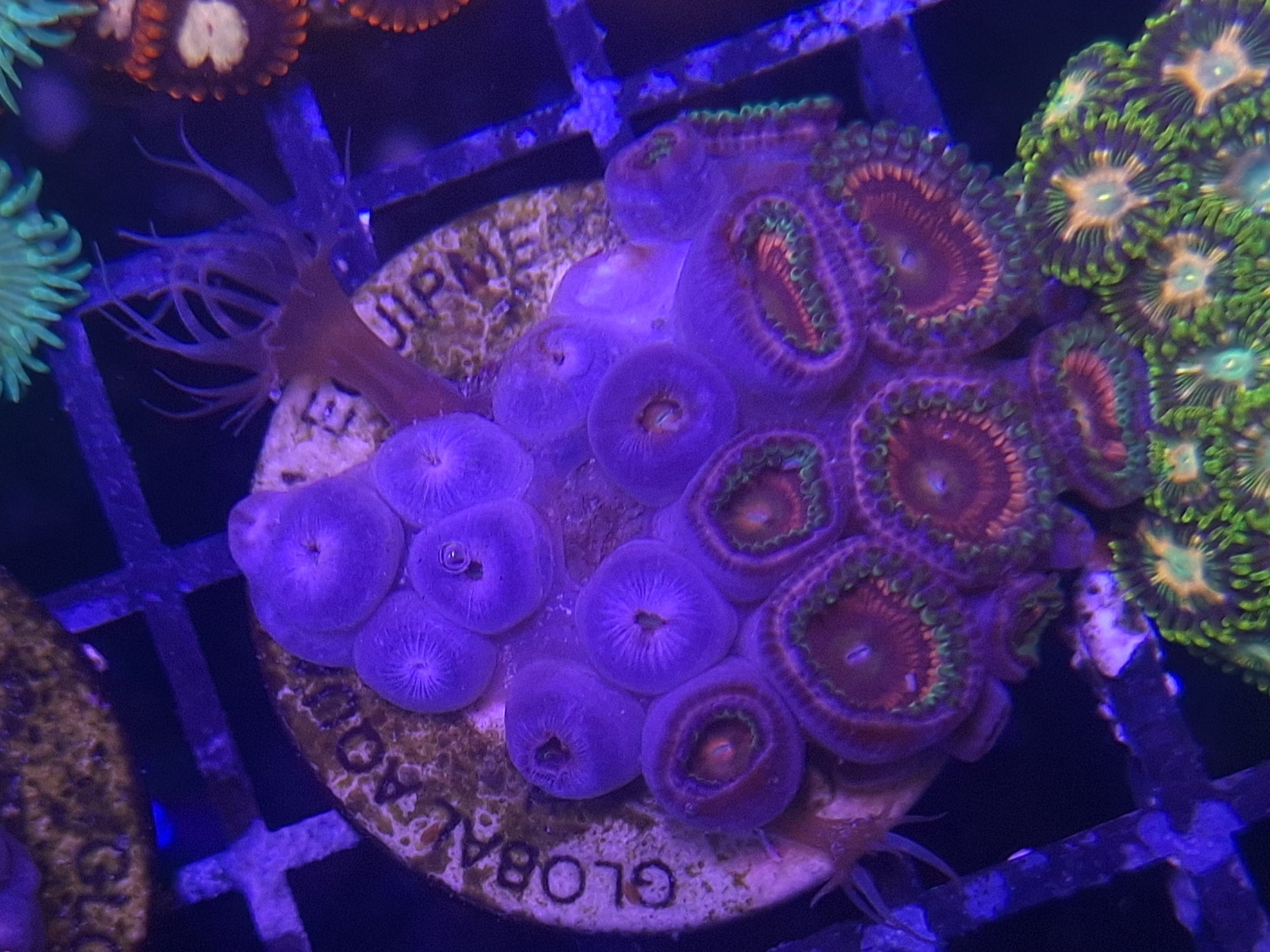 Zoa Frag Line F