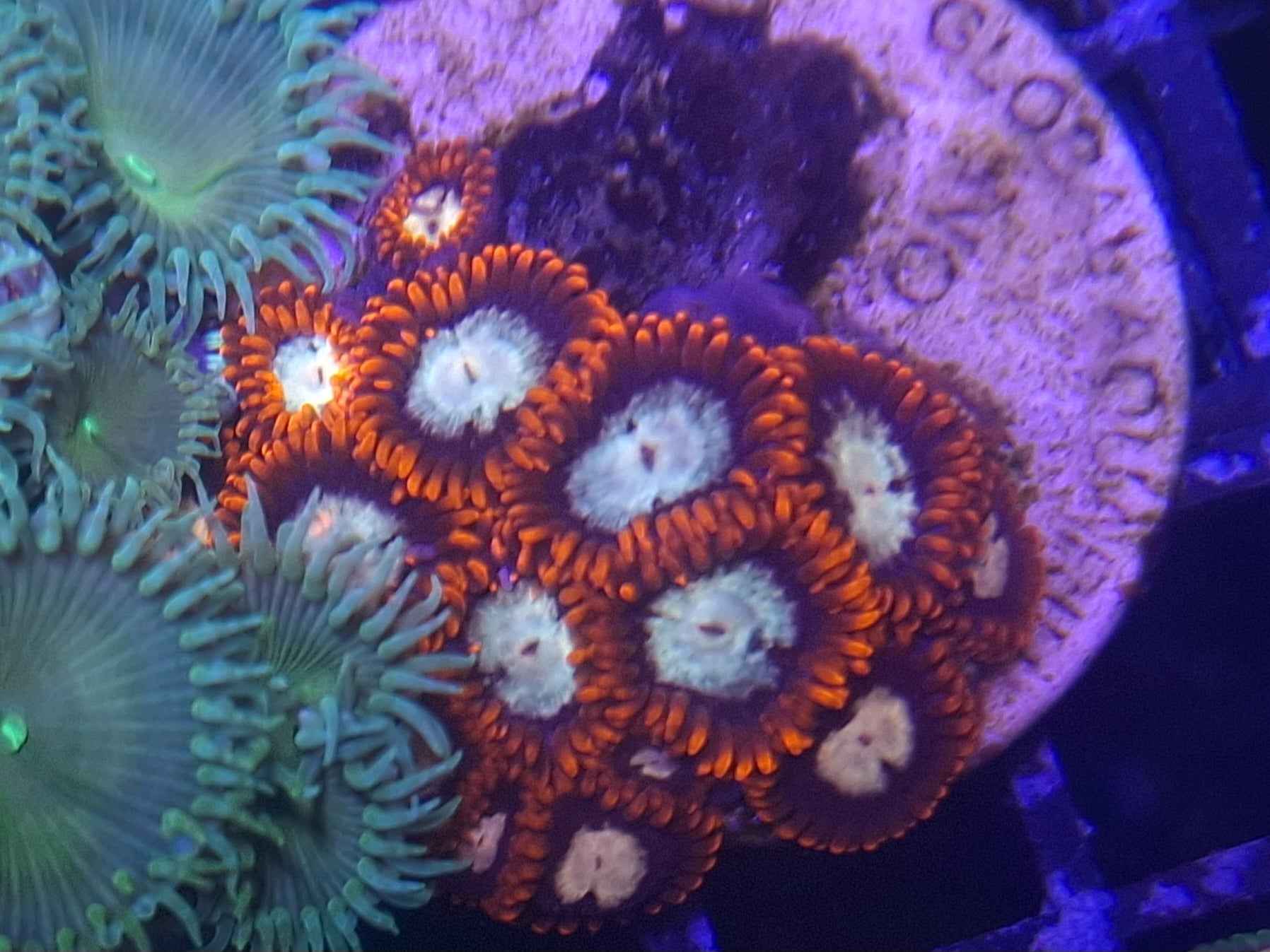 Zoa Frag Line F