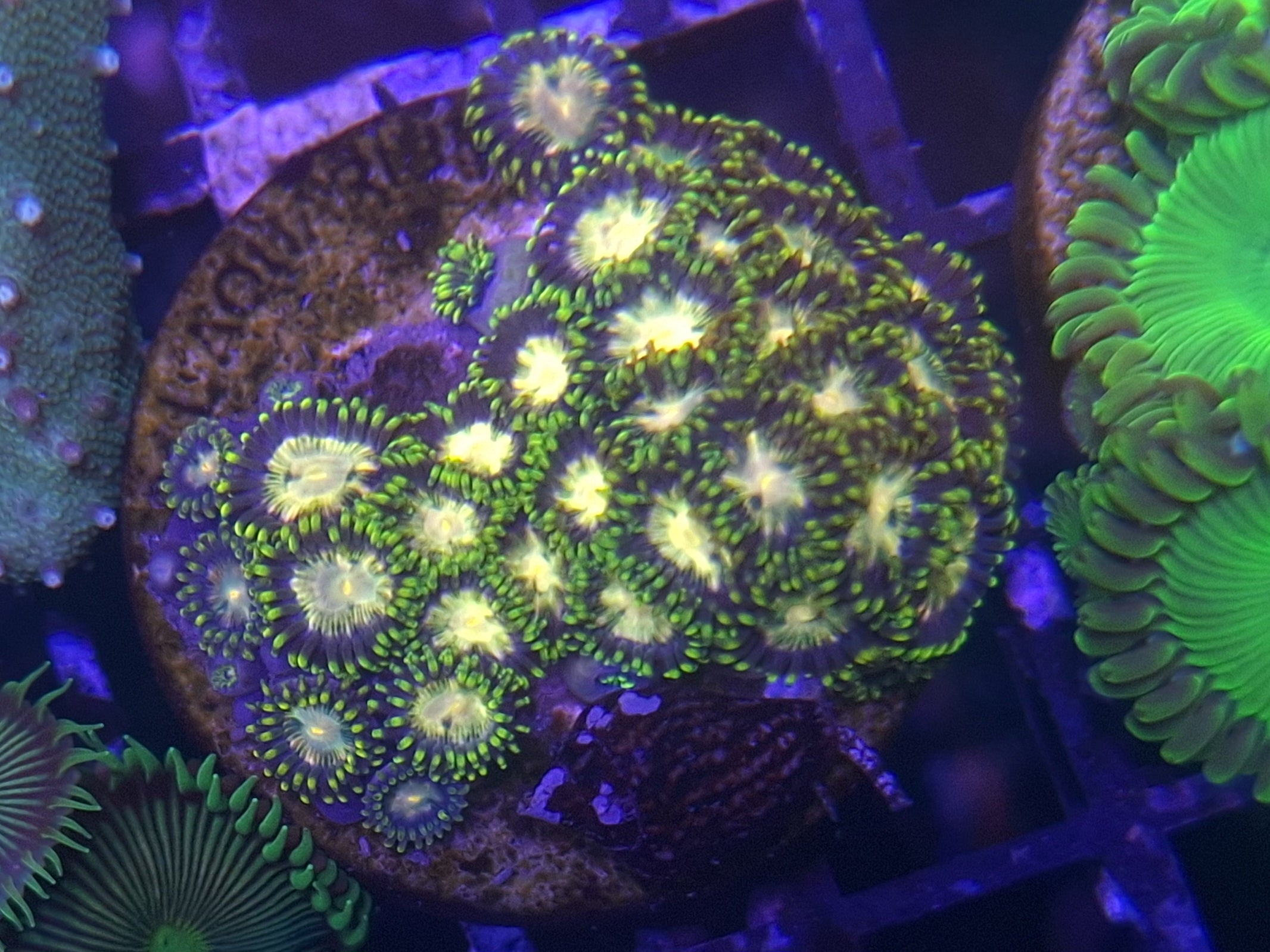 Zoa Frag Line F