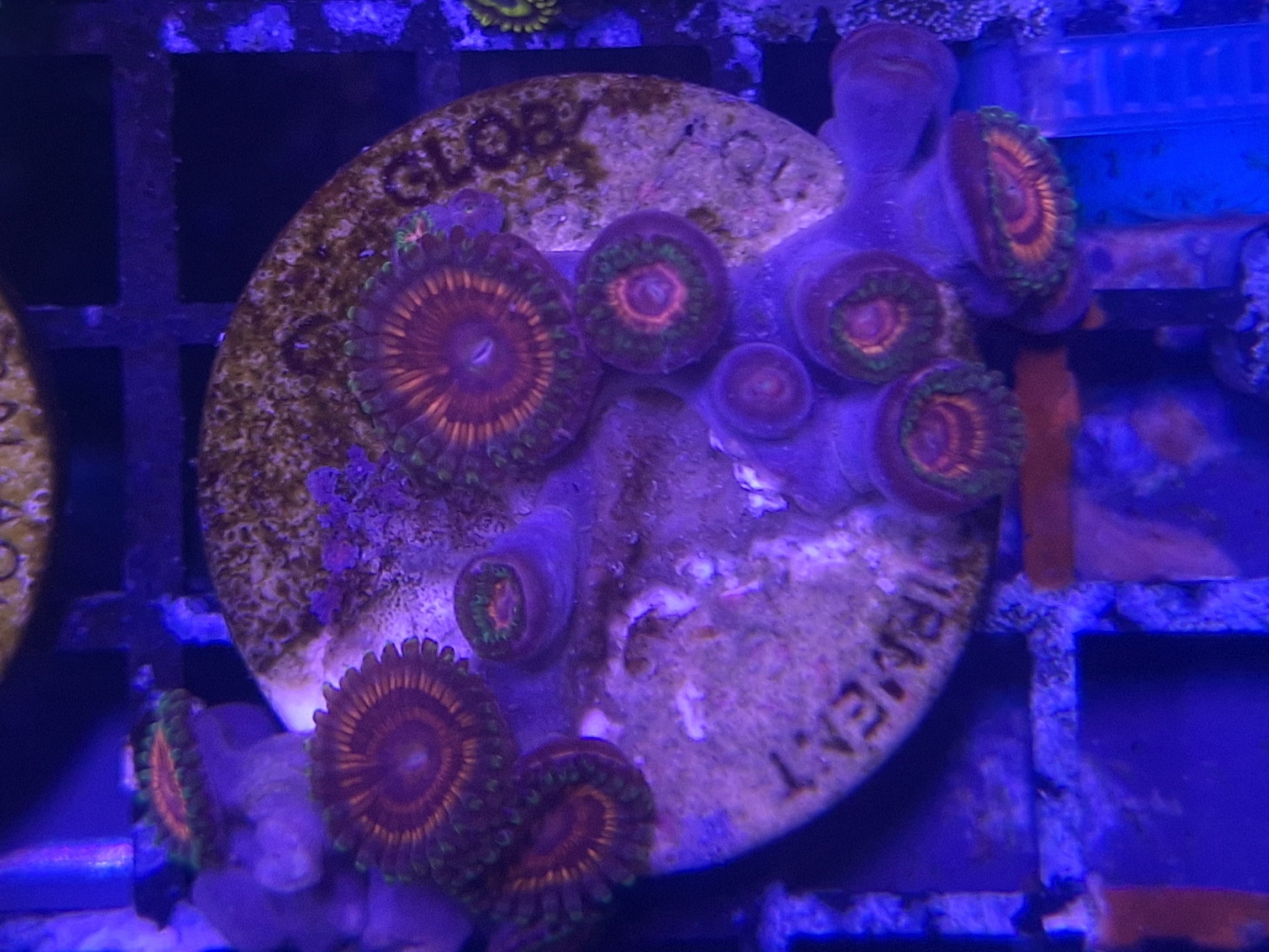 Zoa Frag Line G