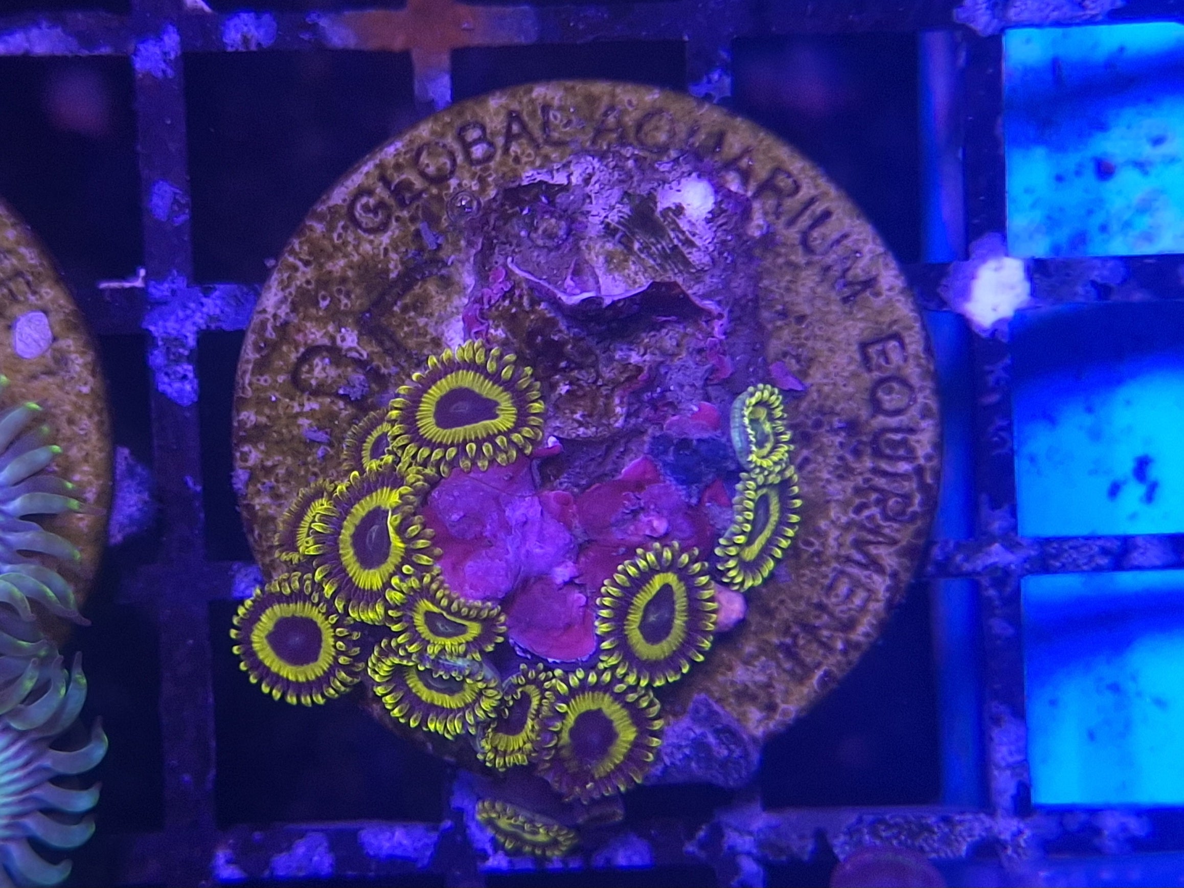 Zoa Frag Line G