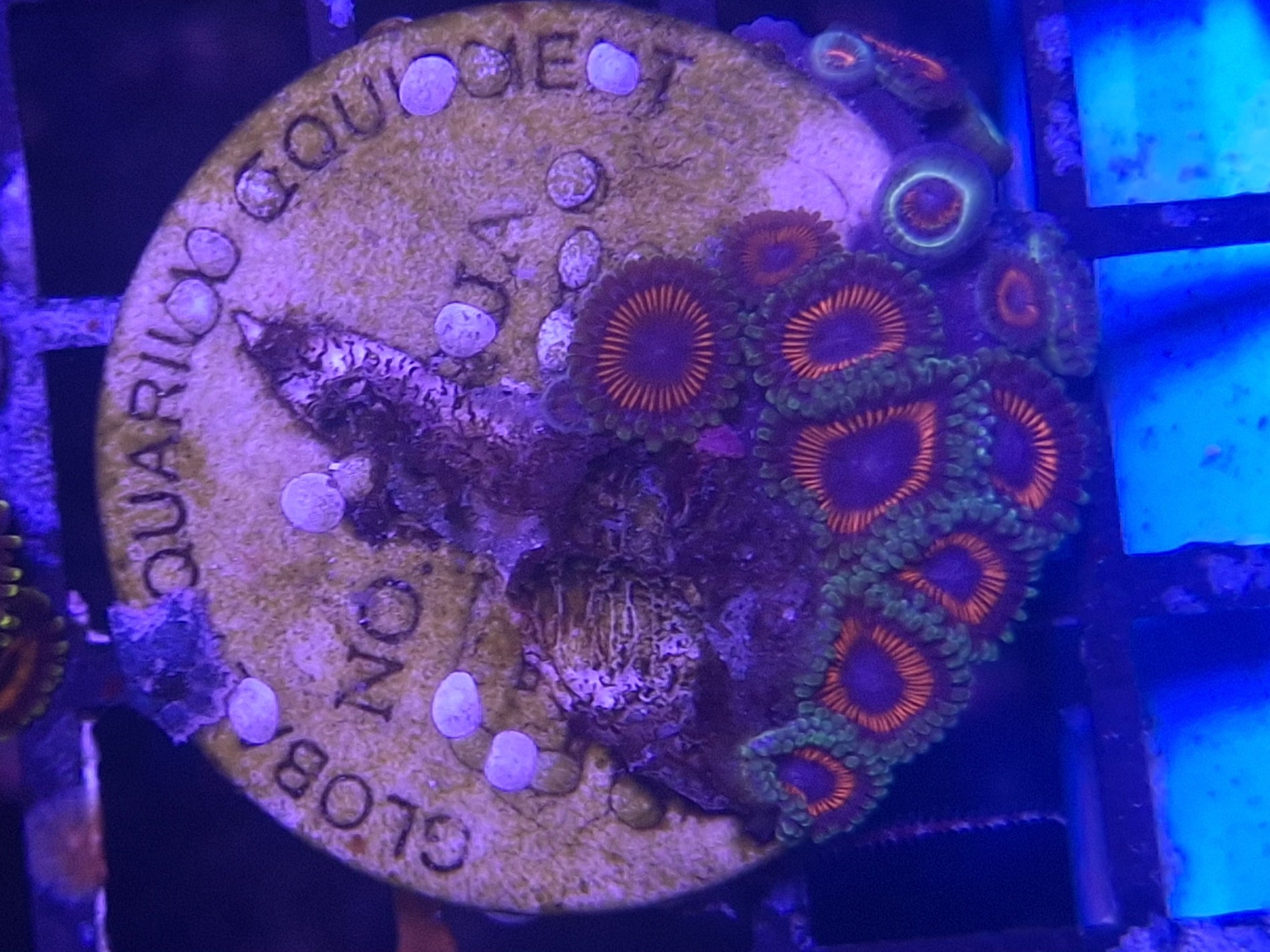 Zoa Frag Line G