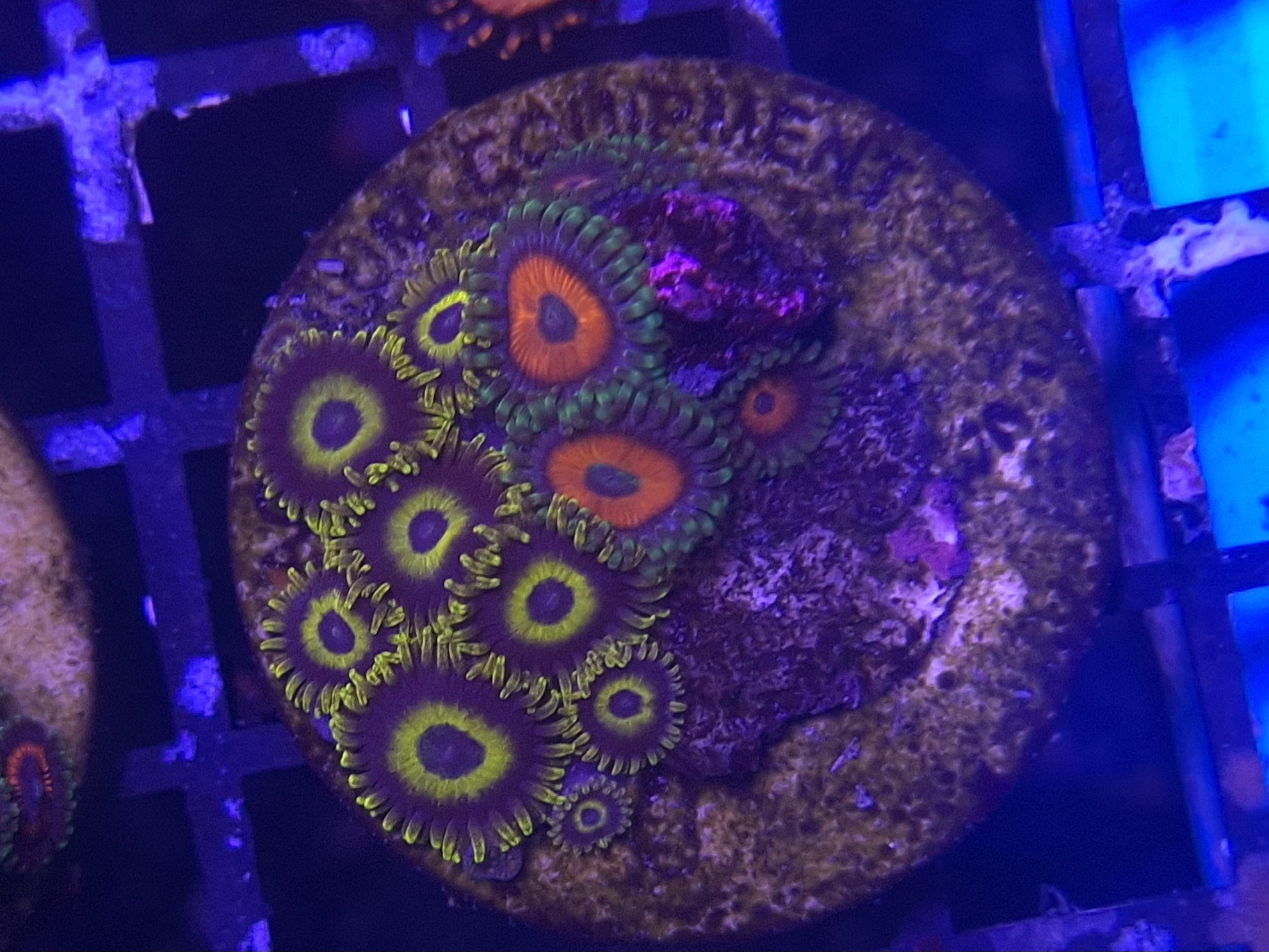 Zoa Frag Line G