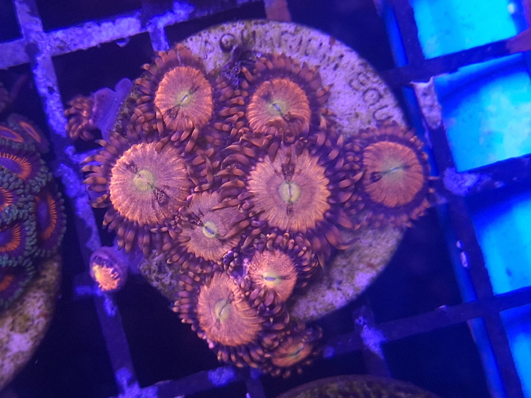 Zoa Frag Line G