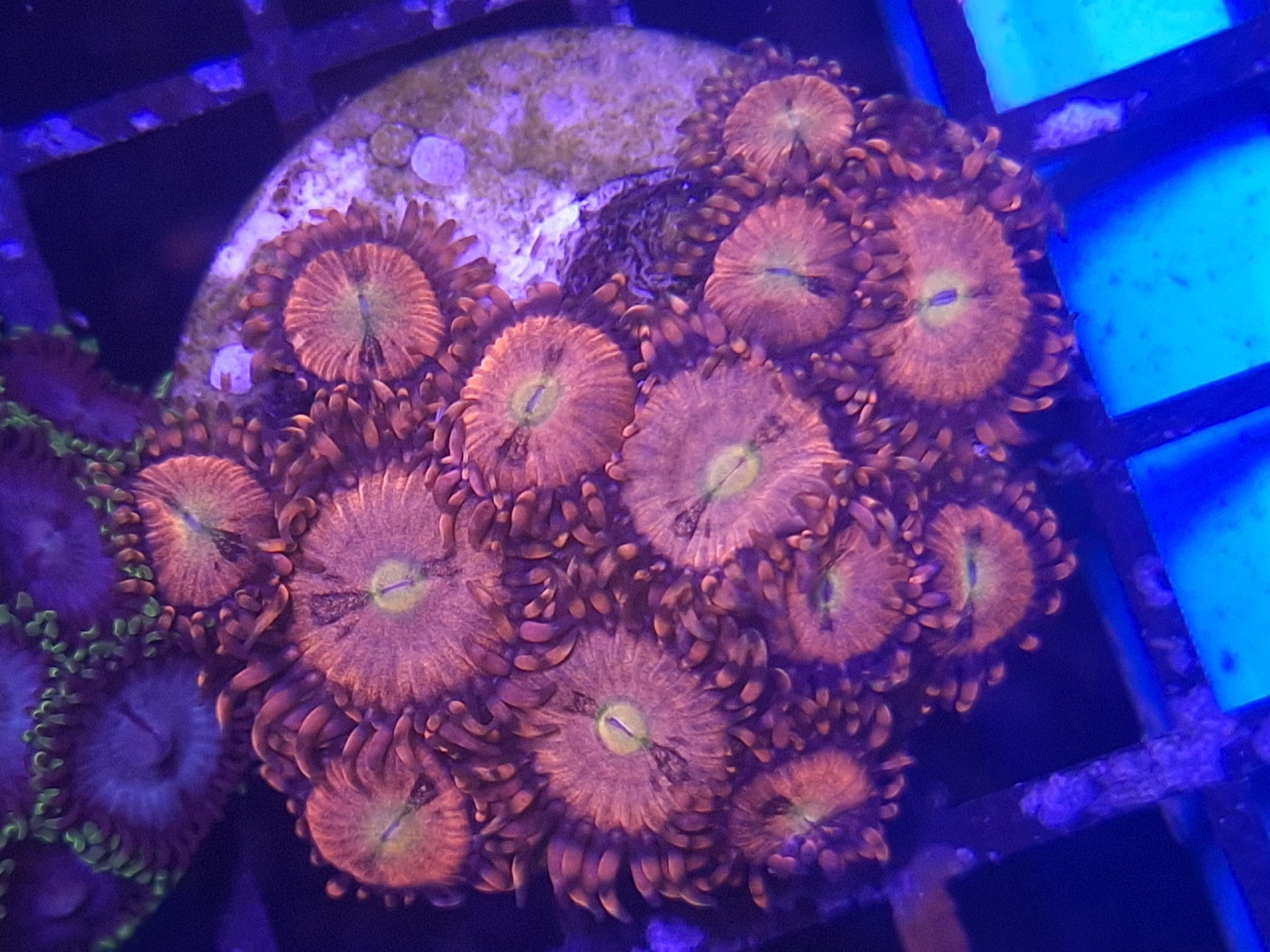 Zoa Frag Line G