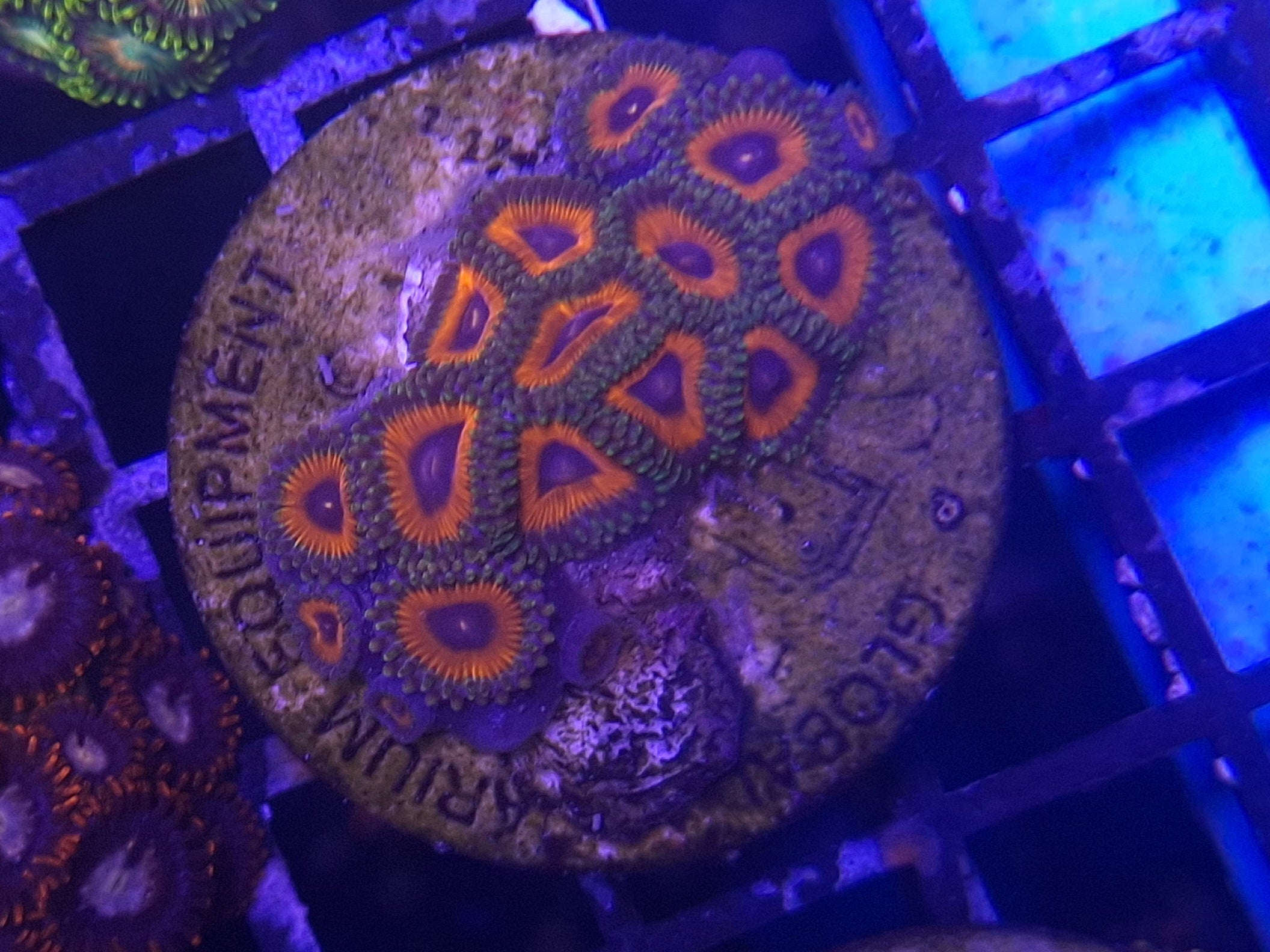 Zoa Frag Line G