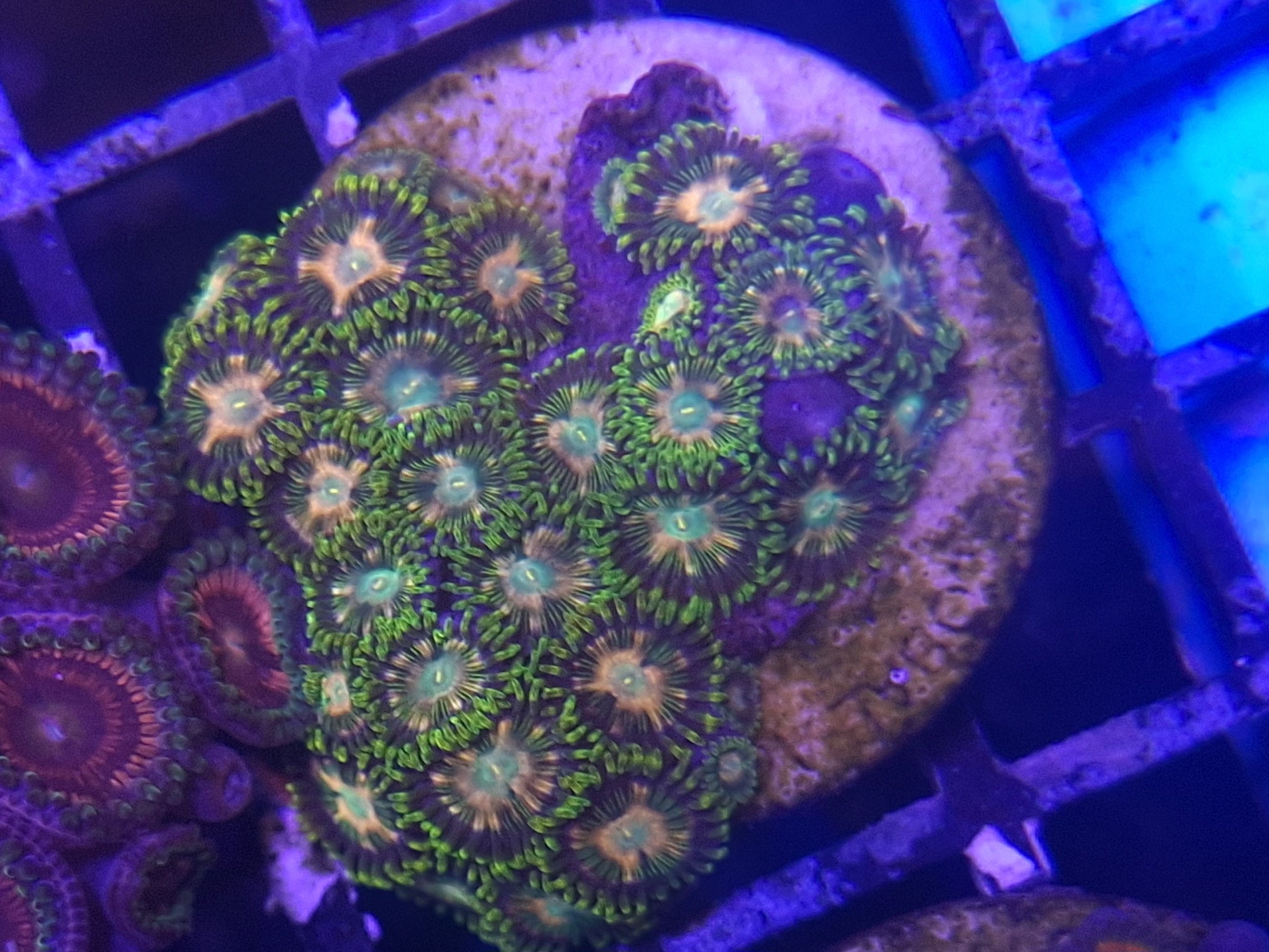 Zoa Frag Line G