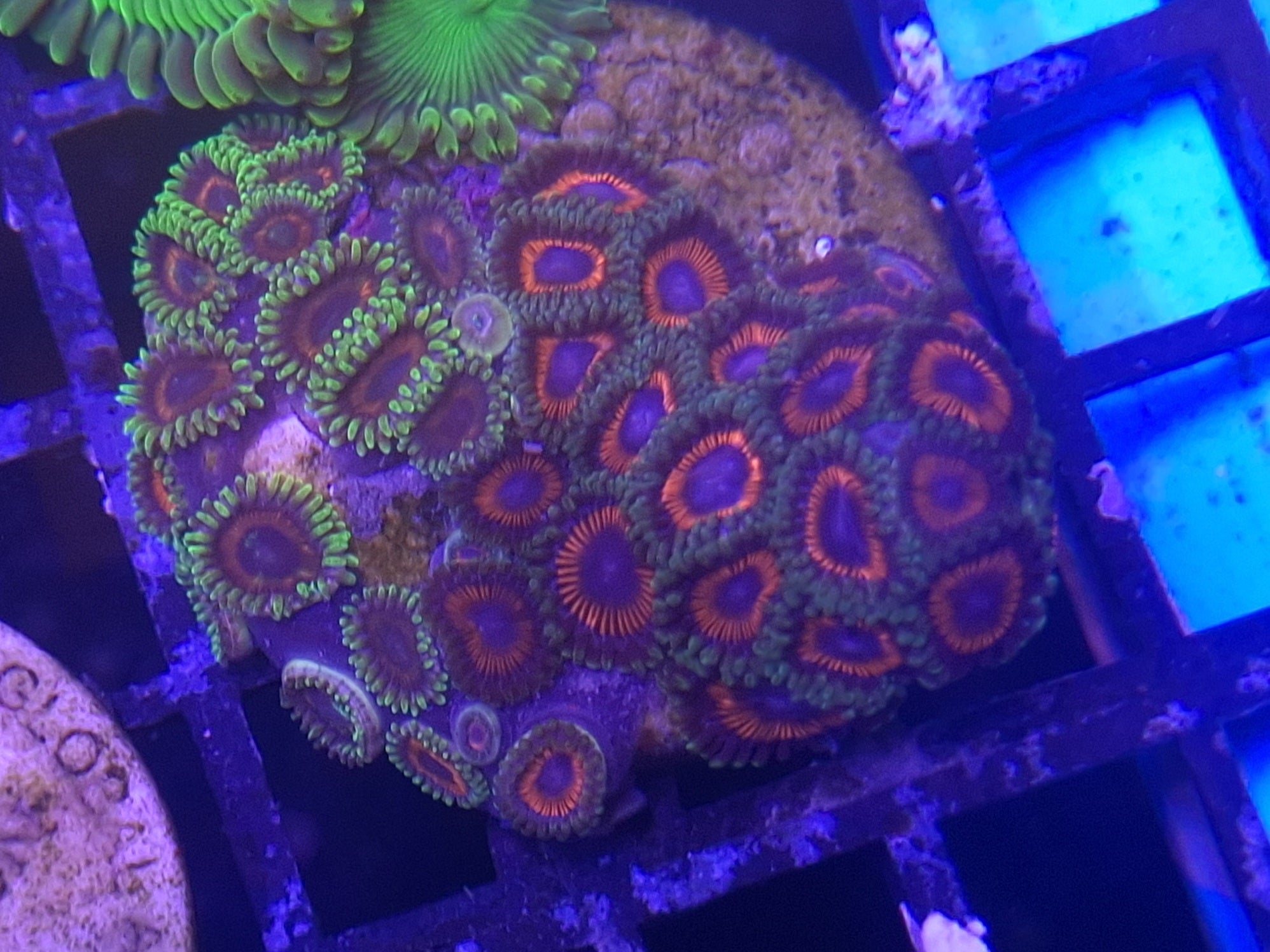 Zoa Frag Line G