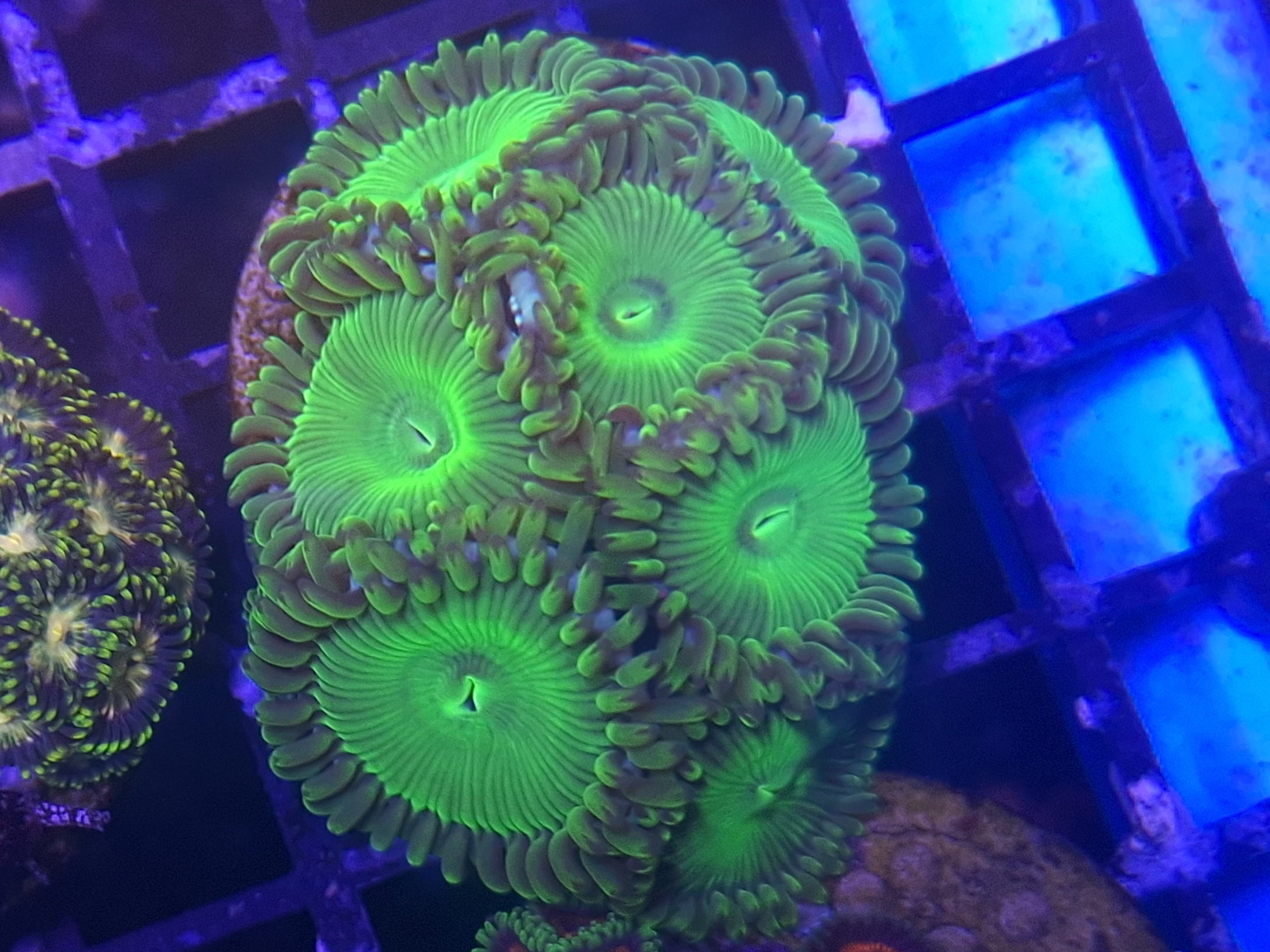 Zoa Frag Line G