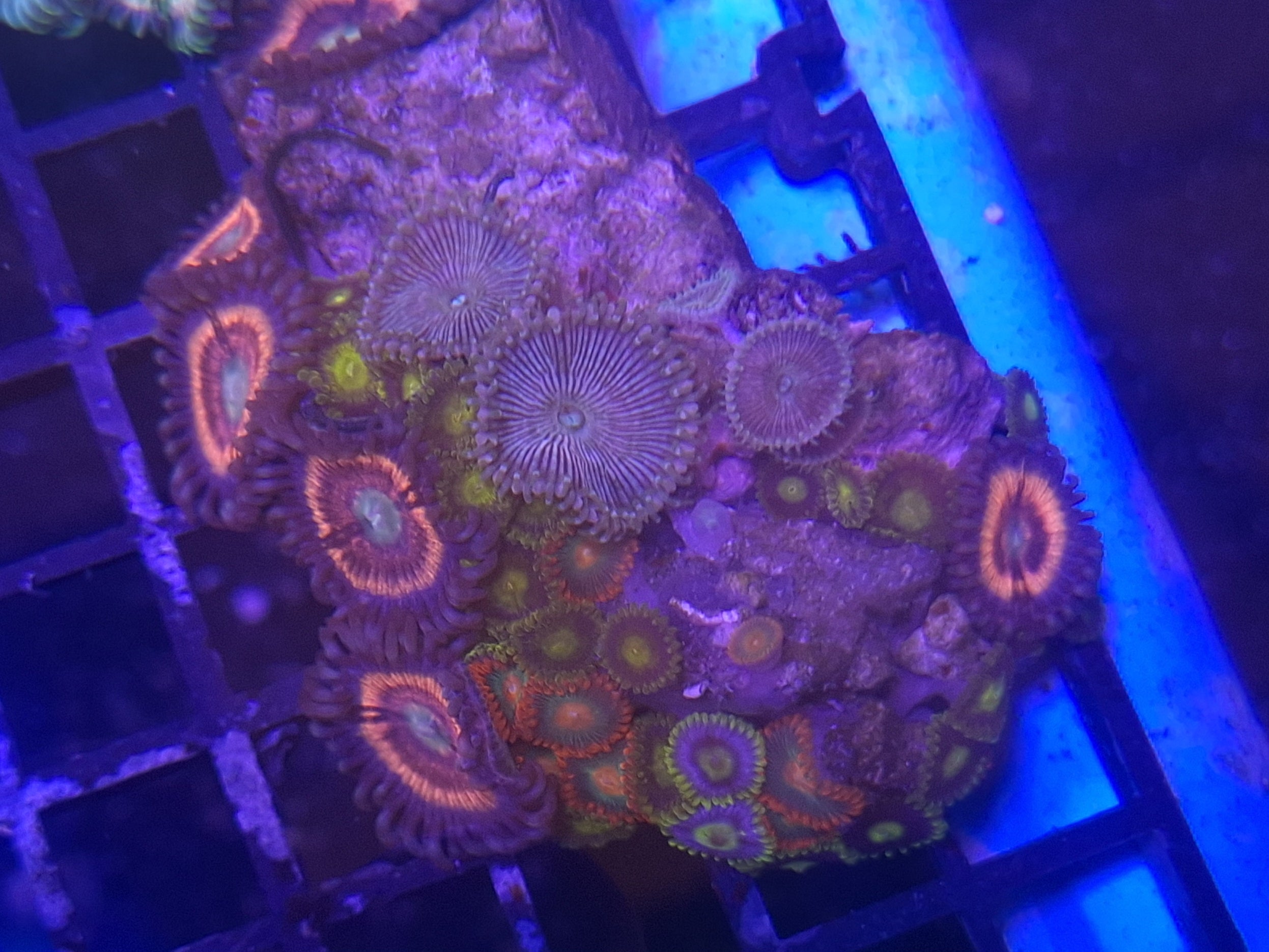 Zoa Frag Line G