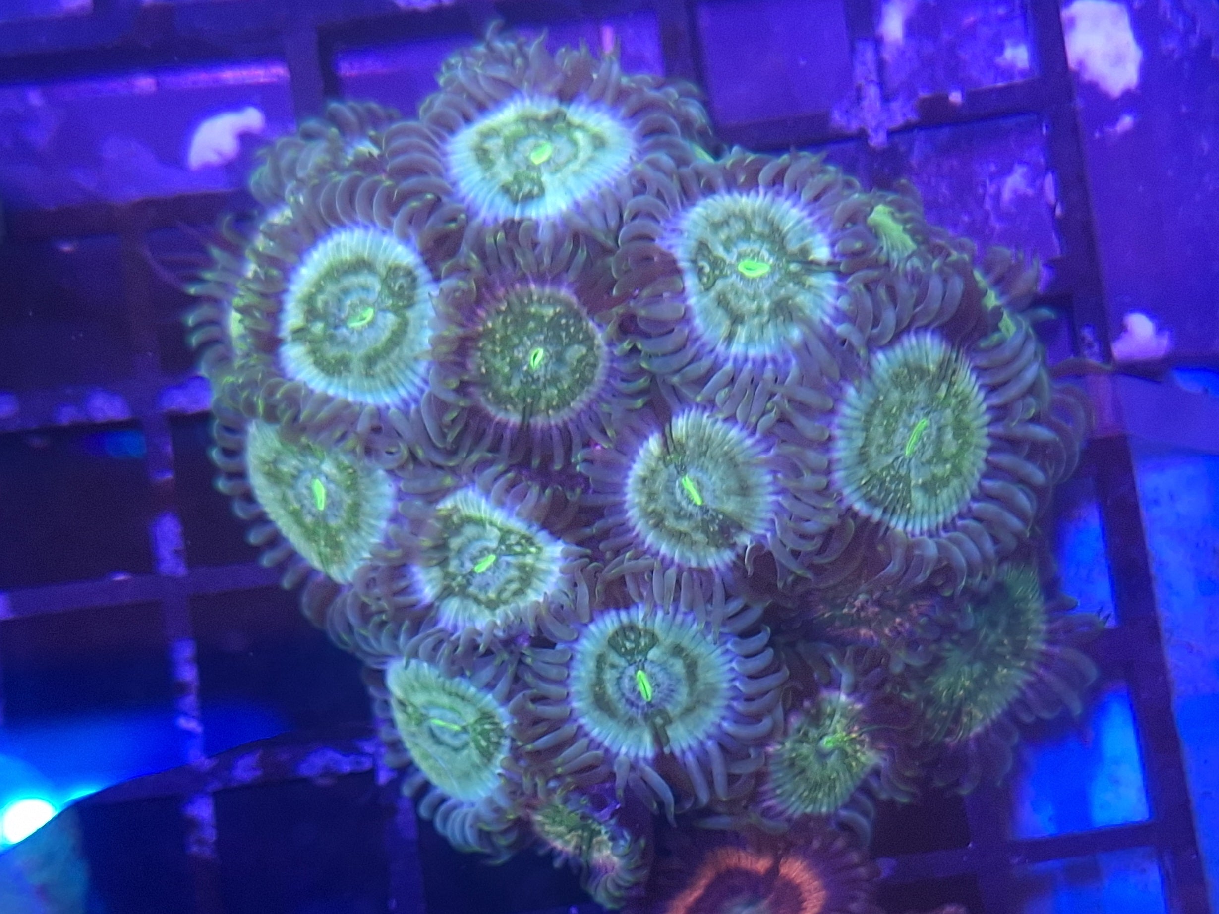 Zoa Frag Line G