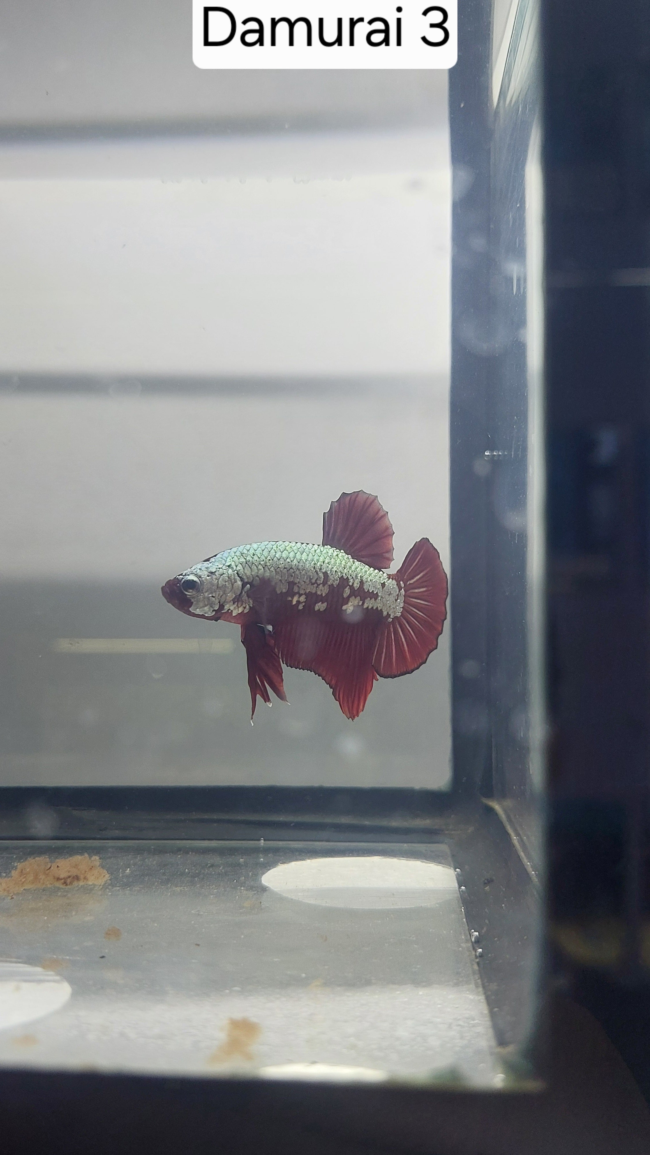 Betta-Red Samurai