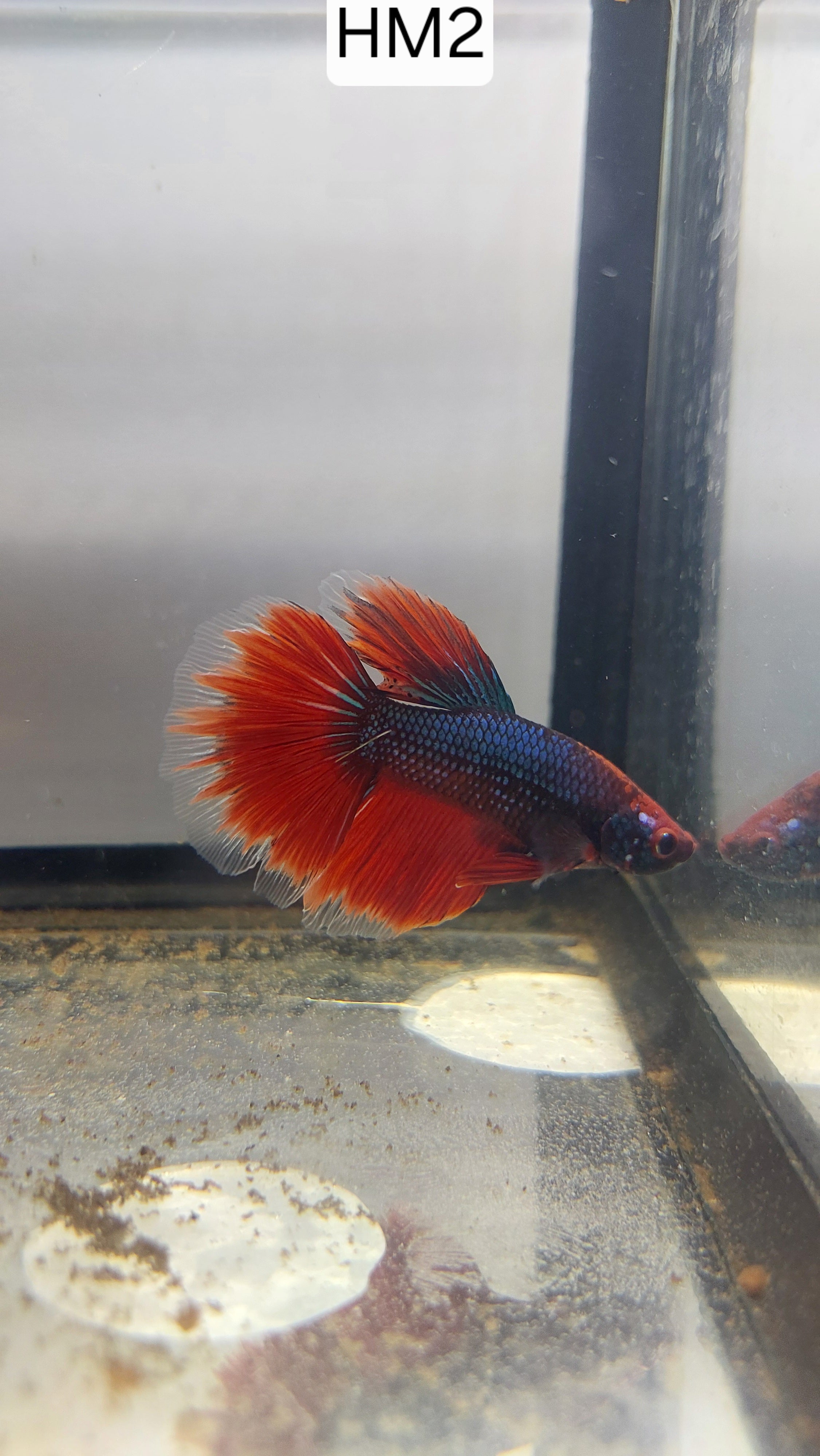Betta-Halfmoon