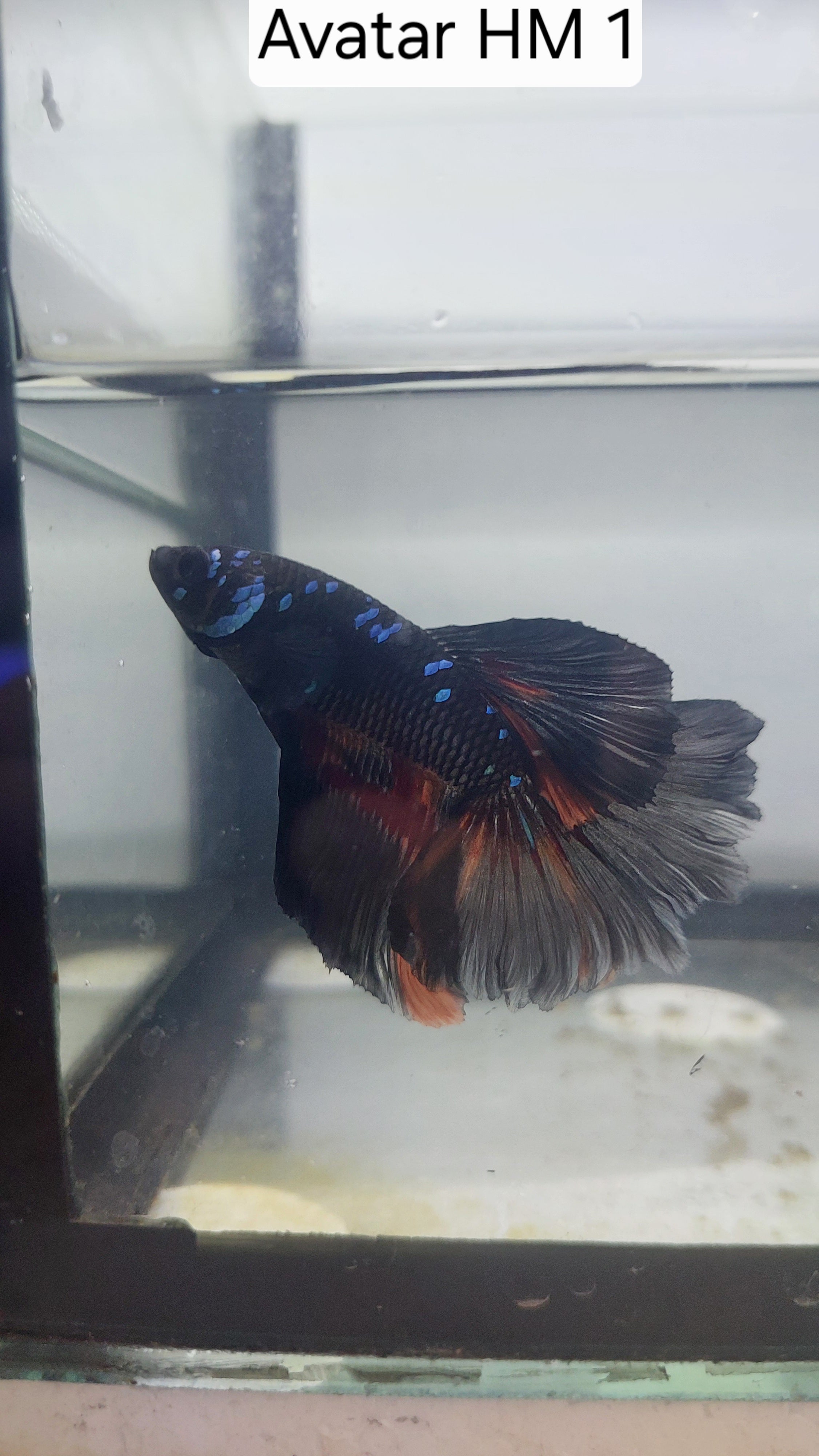Betta-Avatar Halfmoon