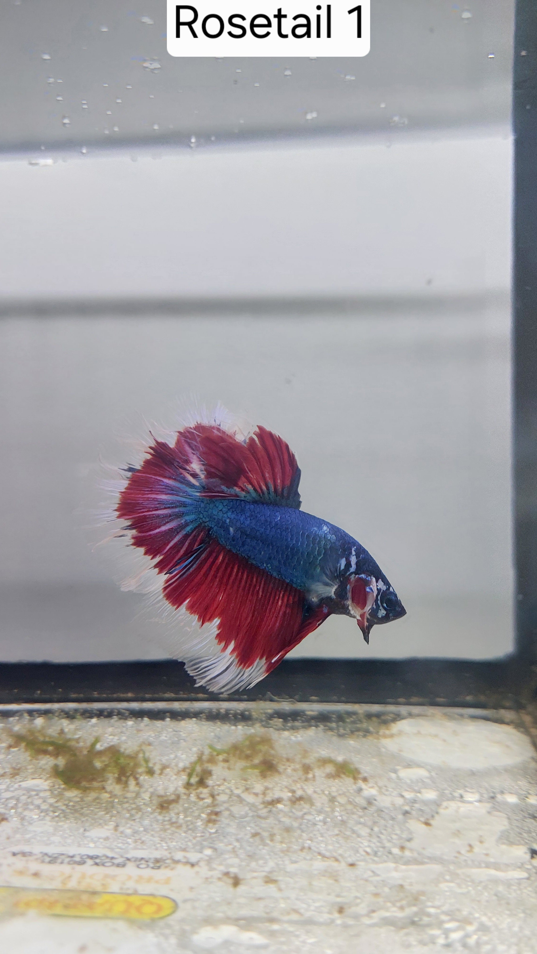 Betta-Rosetail