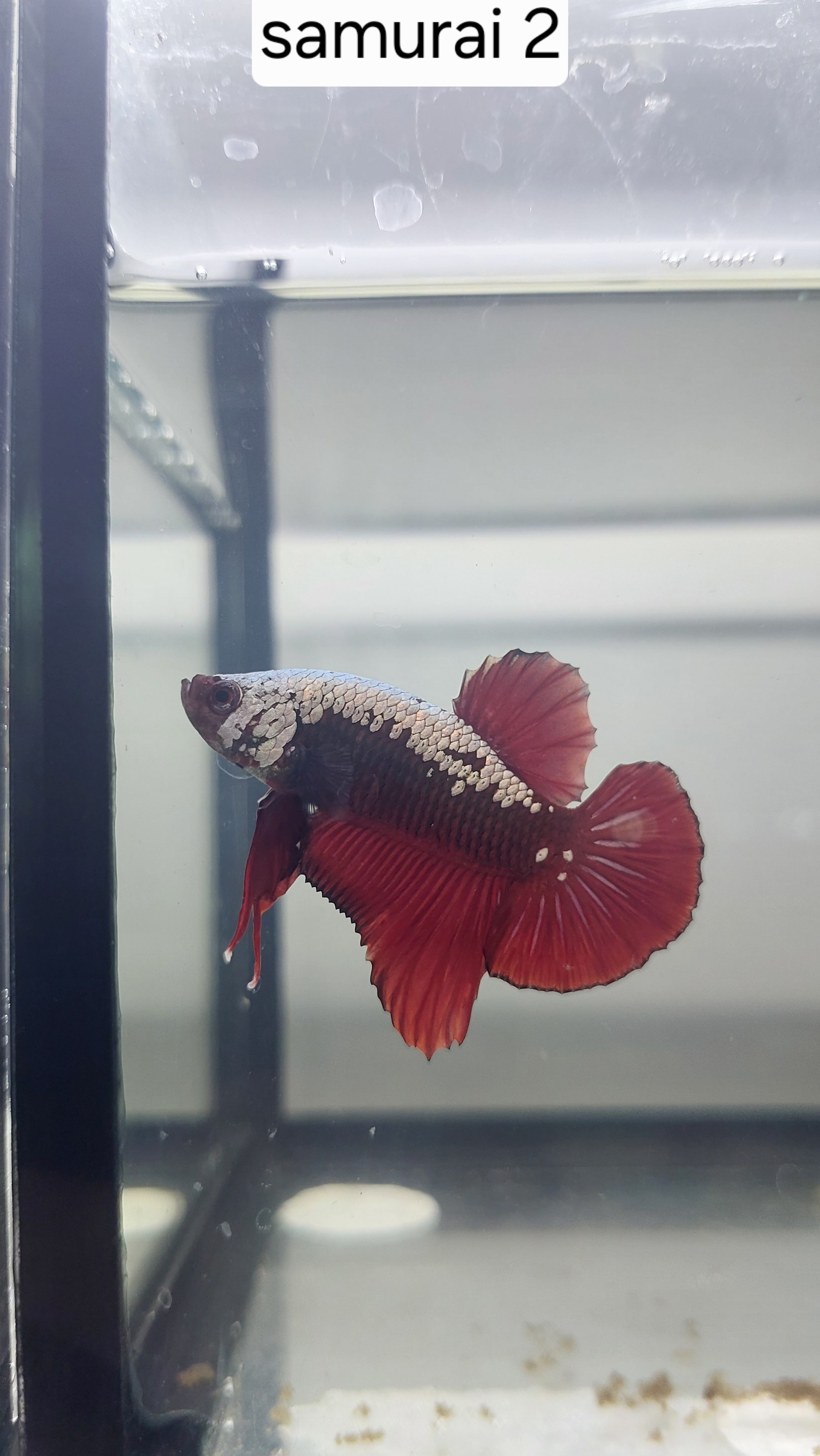 Betta-Red Samurai