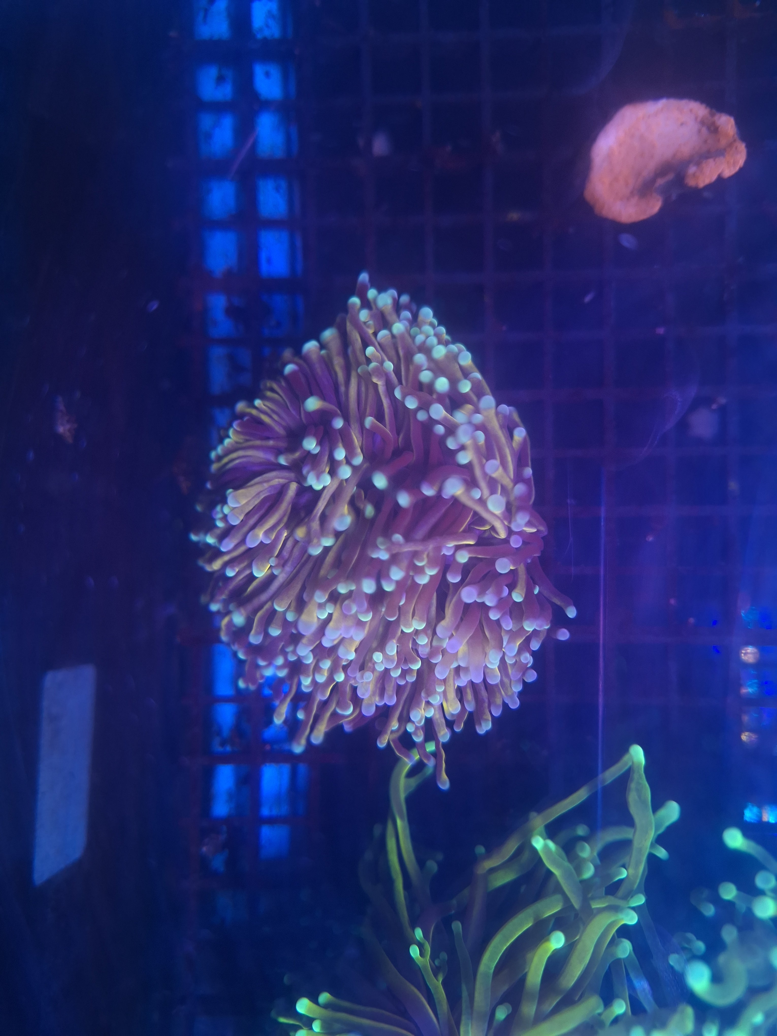 Malayan 24k Torch