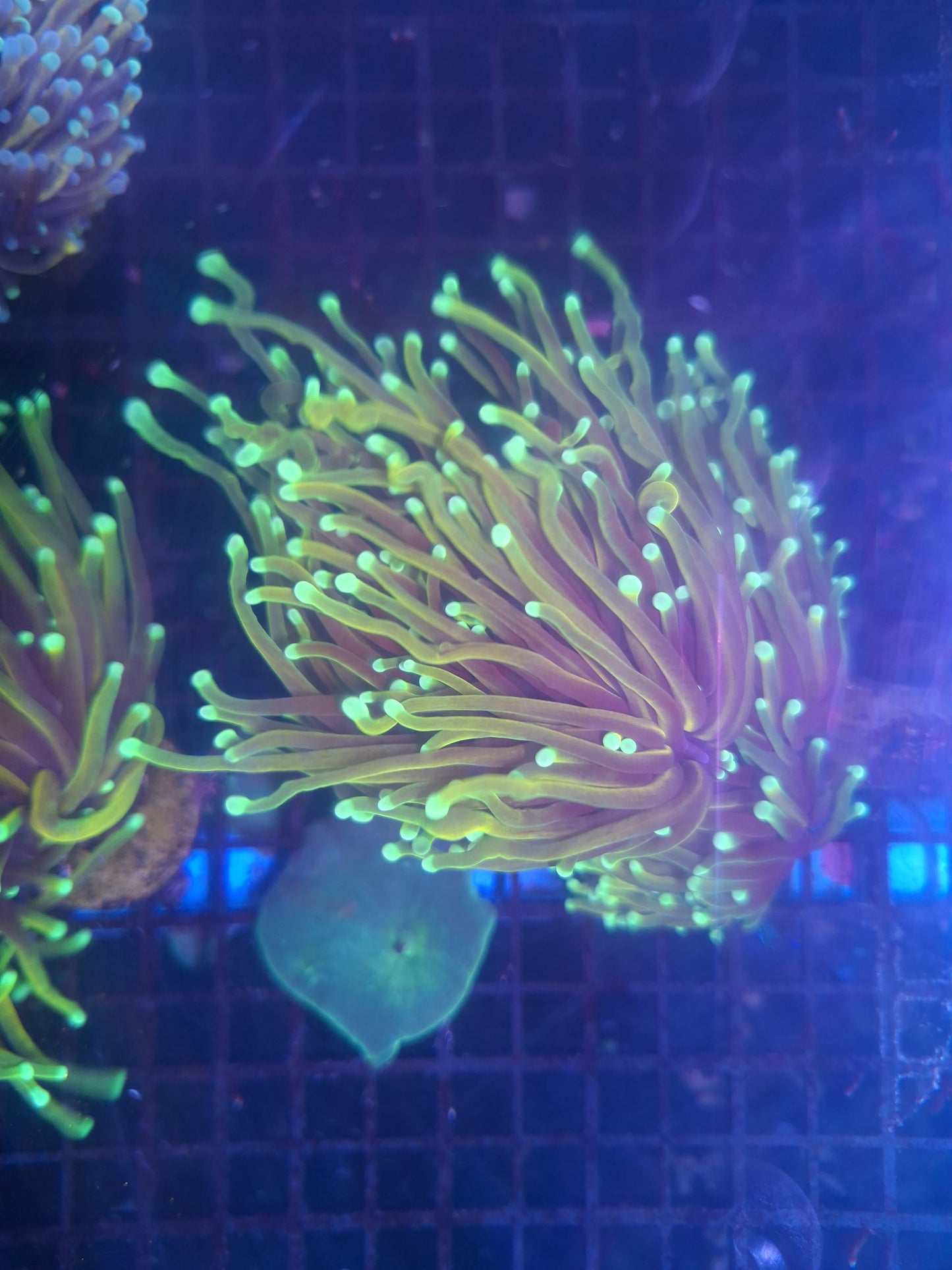 DragonSoul Torch 2 Heads