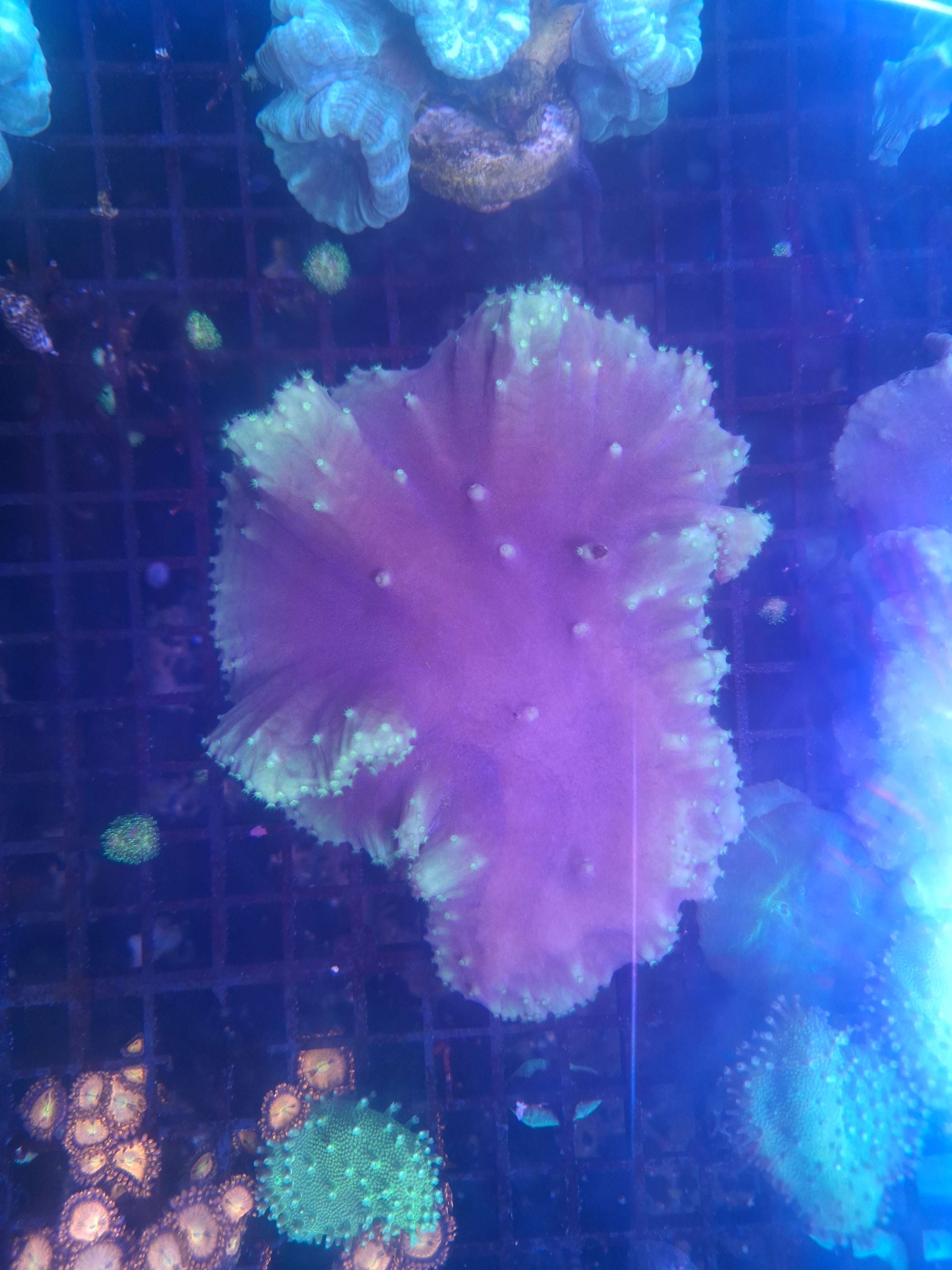 Pink Cabbage Leather