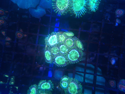 Green Agave Zoa