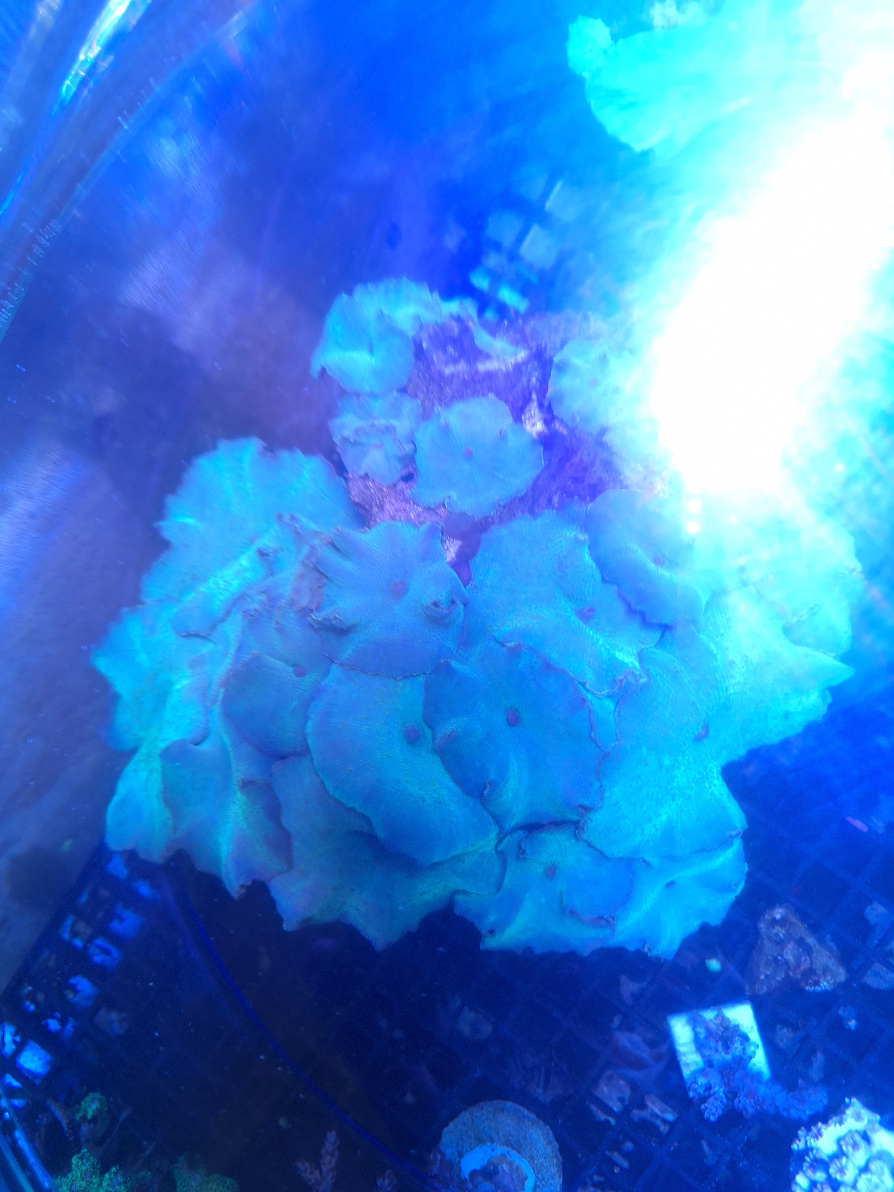 Discosoma Mushrooms