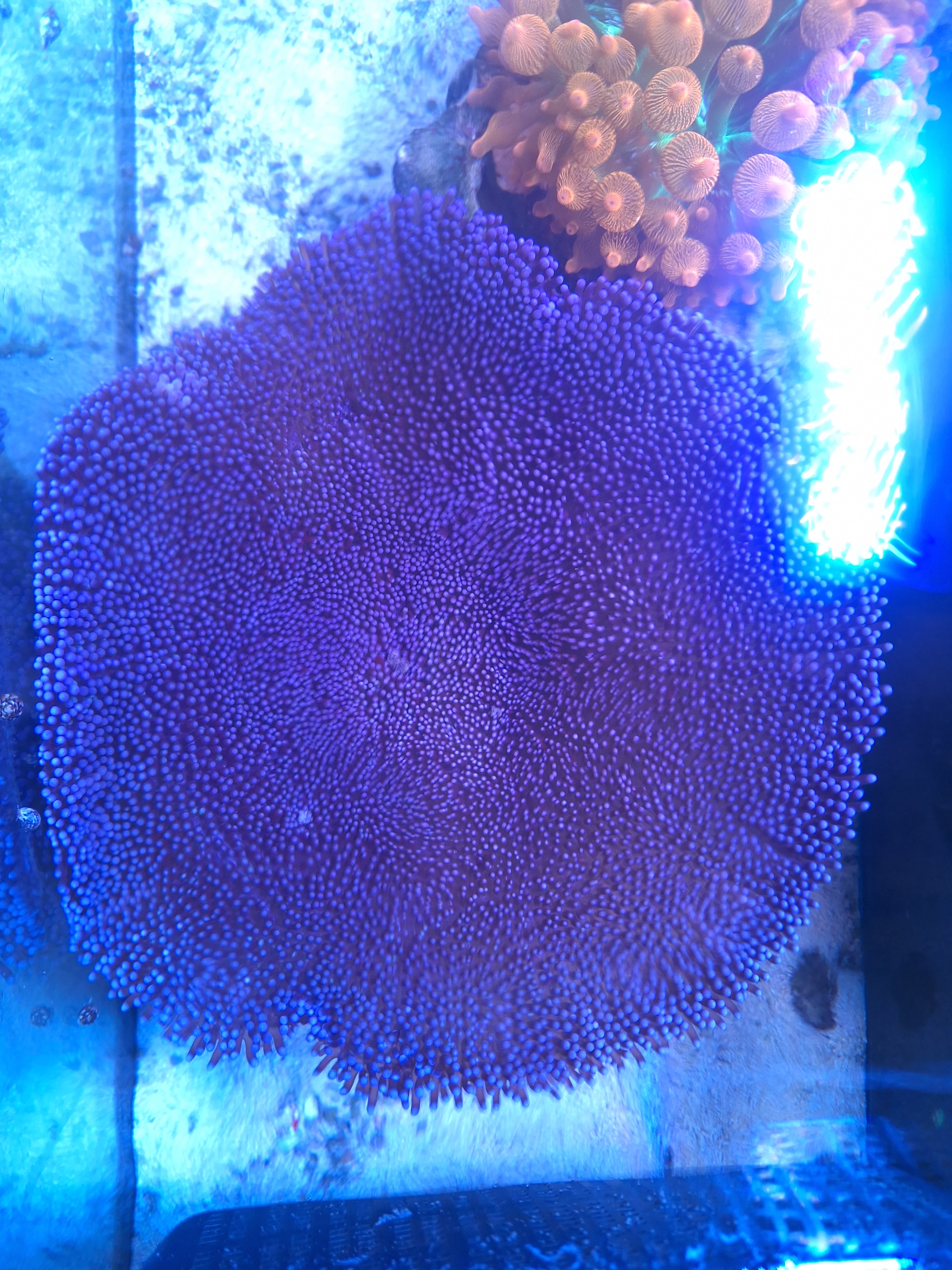 Purple Carpet Anemone