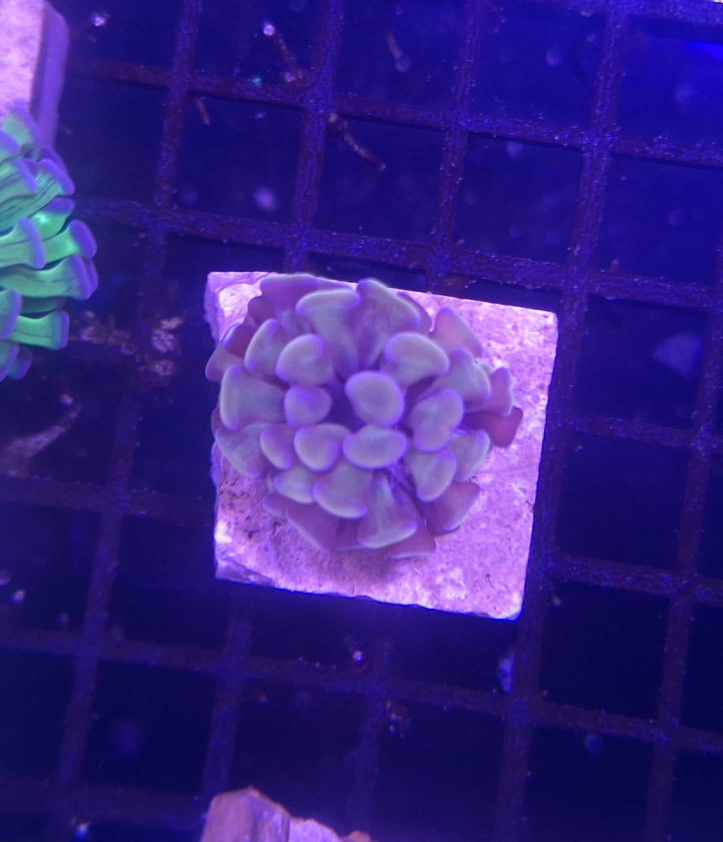 Gold Hammer Small (1 Head)