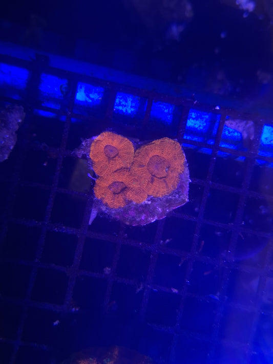 Orange Acans