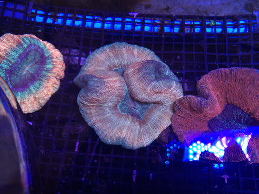 Trachyphyllia Brain 1