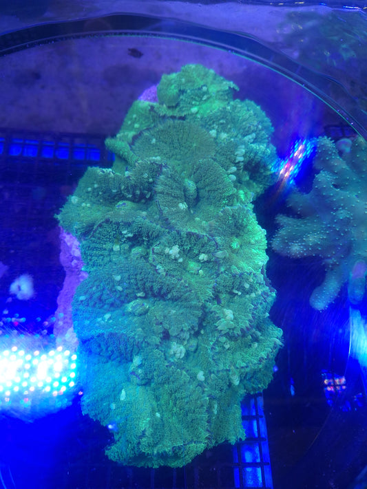 Green Rhodactis Mushroom ( Per IDV Leaf )