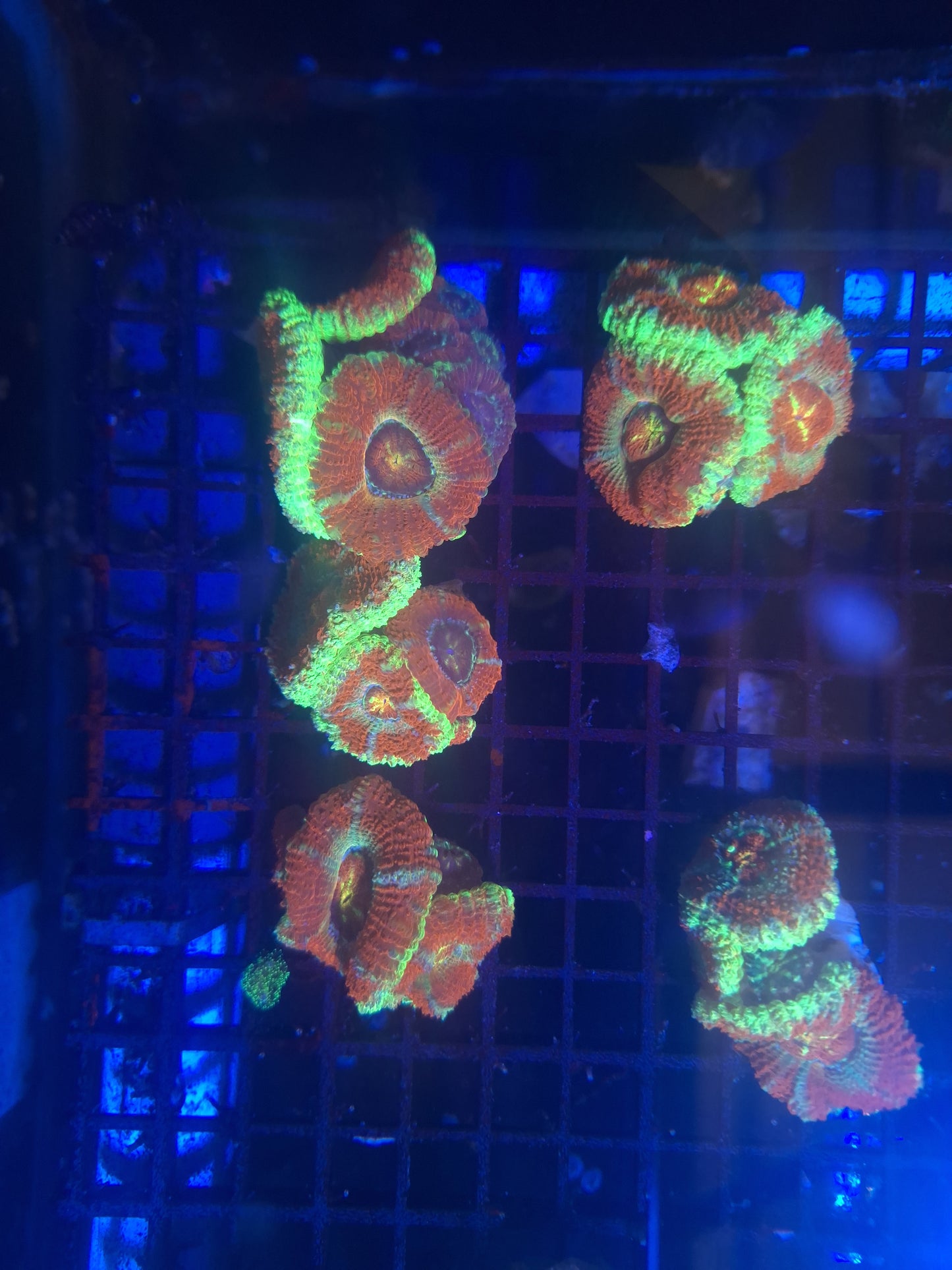 Orange and Green Acan (2-4 heads)