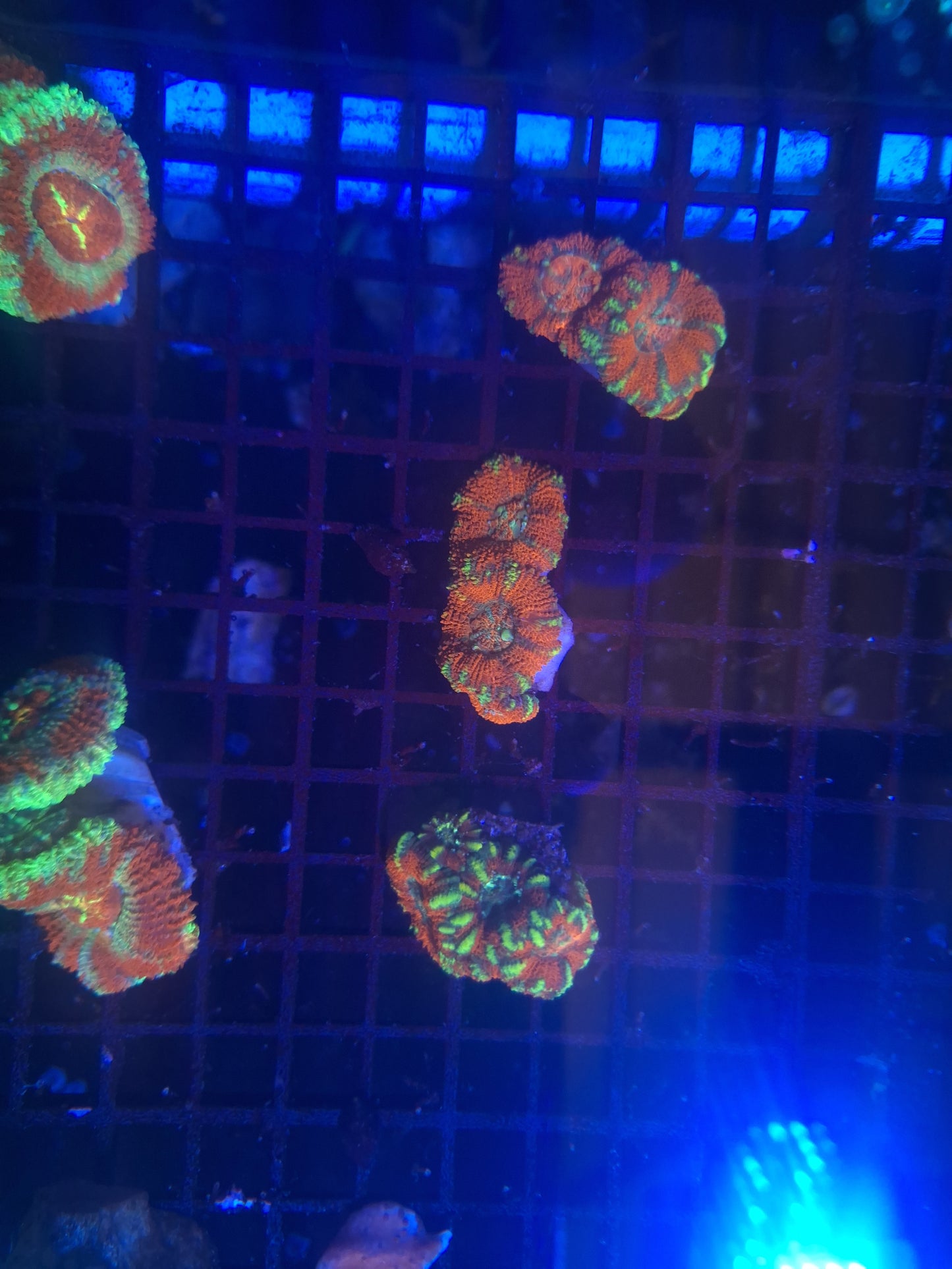 Stripped Orange Acan (2-4 Heads)