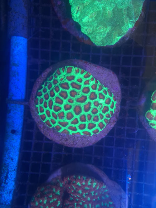 Favia - Green & Red Colony