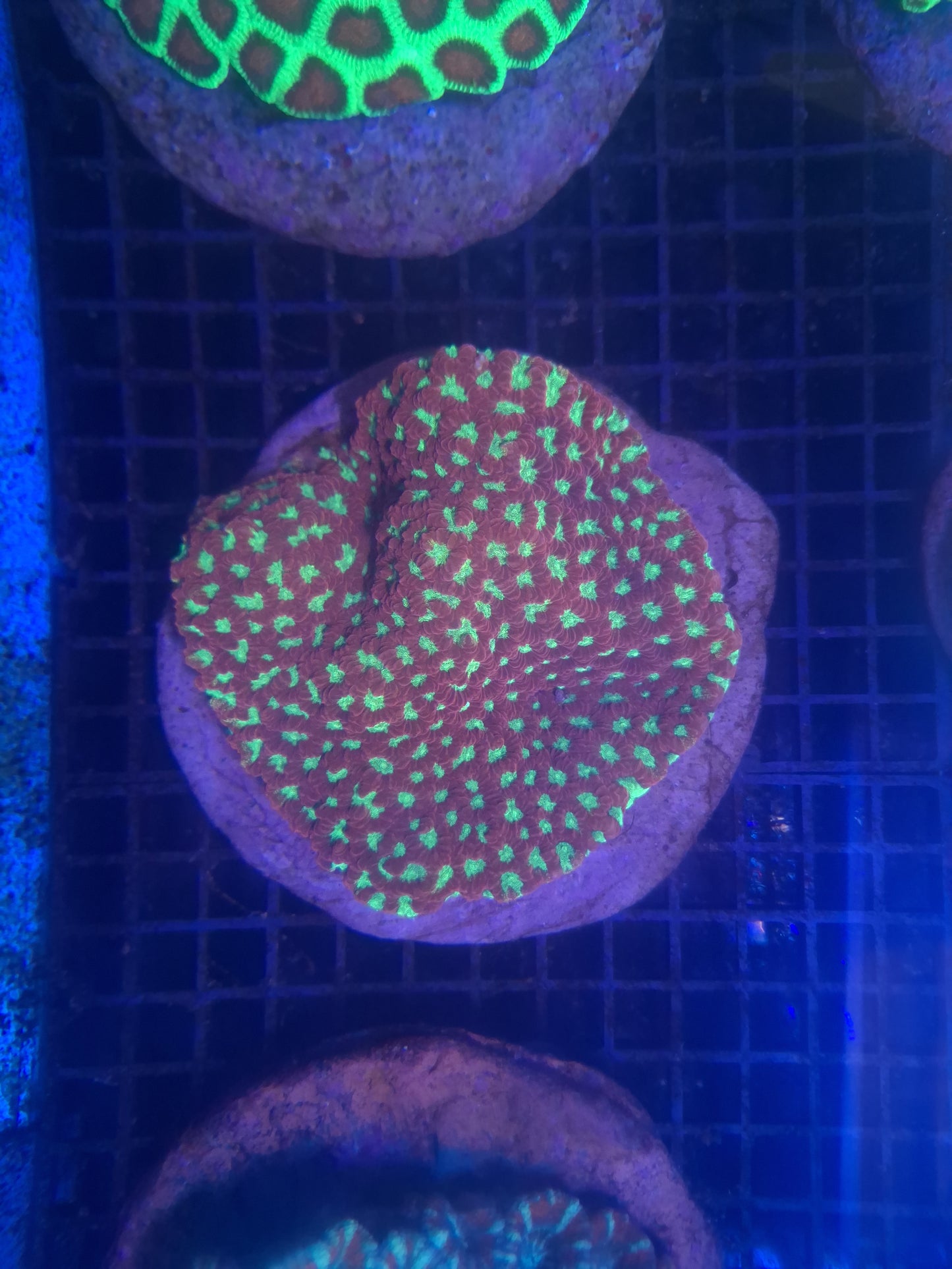Favia- Red & Green Coloured Frag