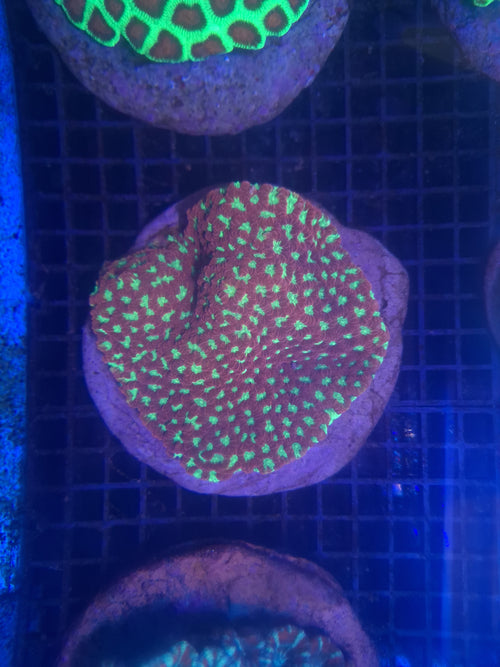 Favia- Red & Green Coloured Frag
