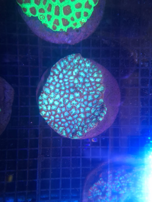 Favia - Blue & Red Colony