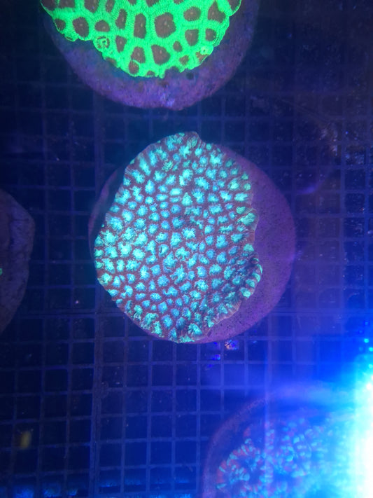 Favia - Blue & Red Colony