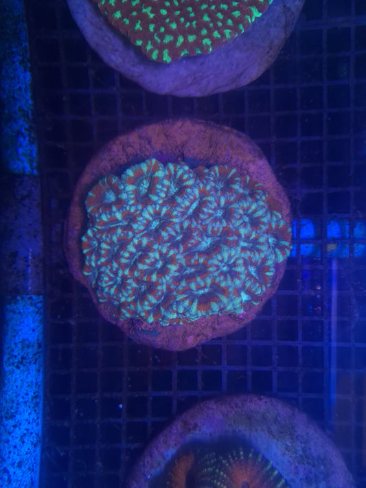 Acan- Red Blue Stripped Colony